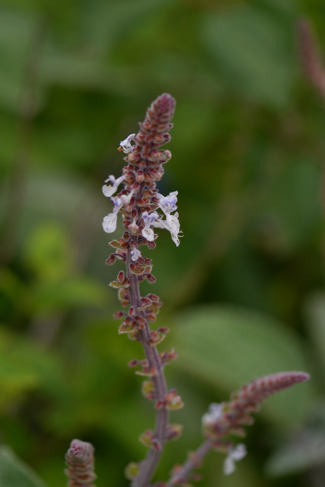 Plectranthus argentatus - PictureThis