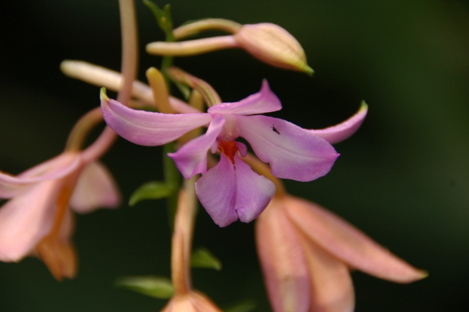 オナガエビネ (Calanthe sylvatica) 花言葉，毒性，よくある質問