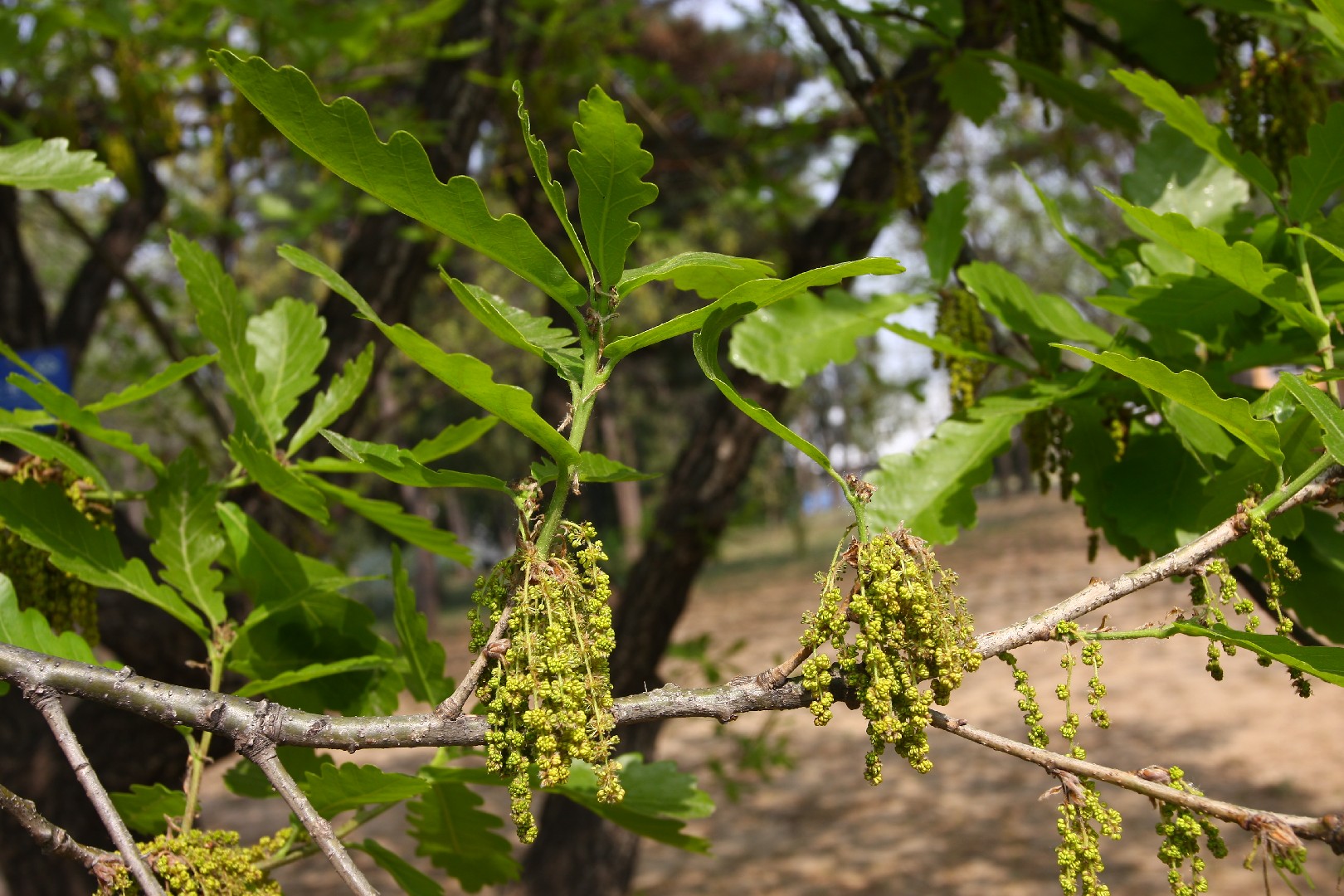 신갈나무 Quercus Mongolica Picturethis