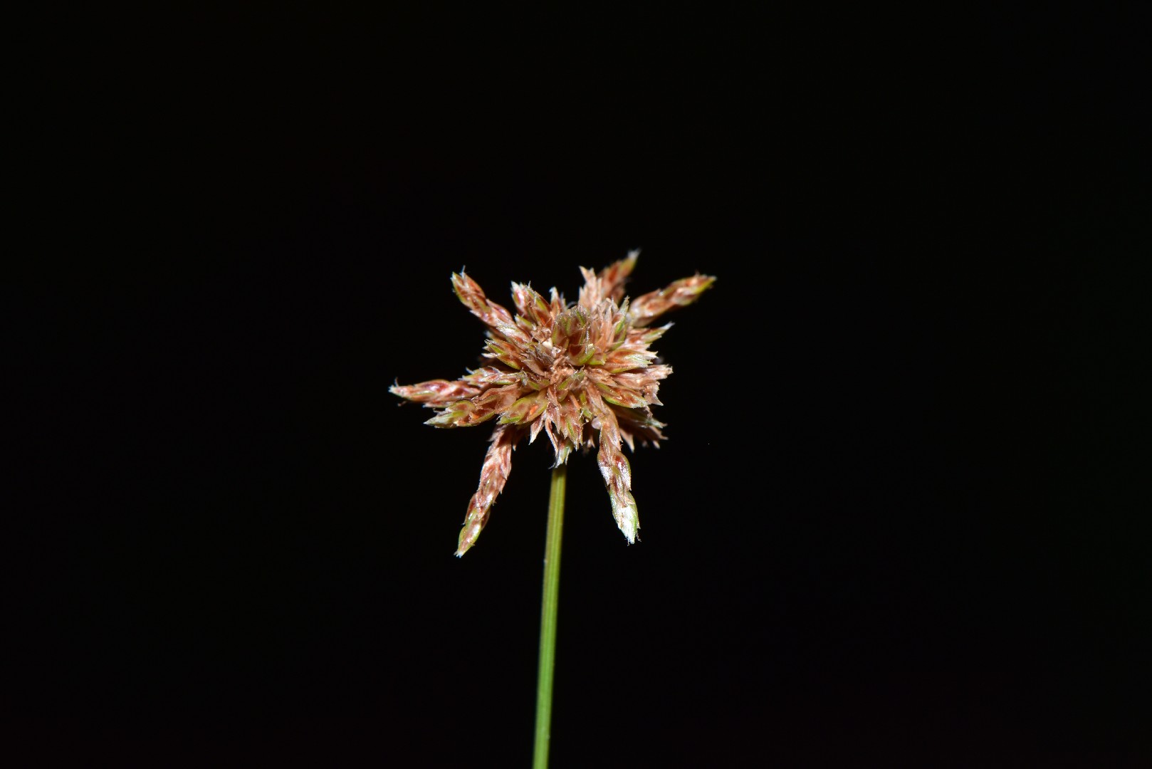 Бульбостилис бородатый (Bulbostylis barbata) - PictureThis