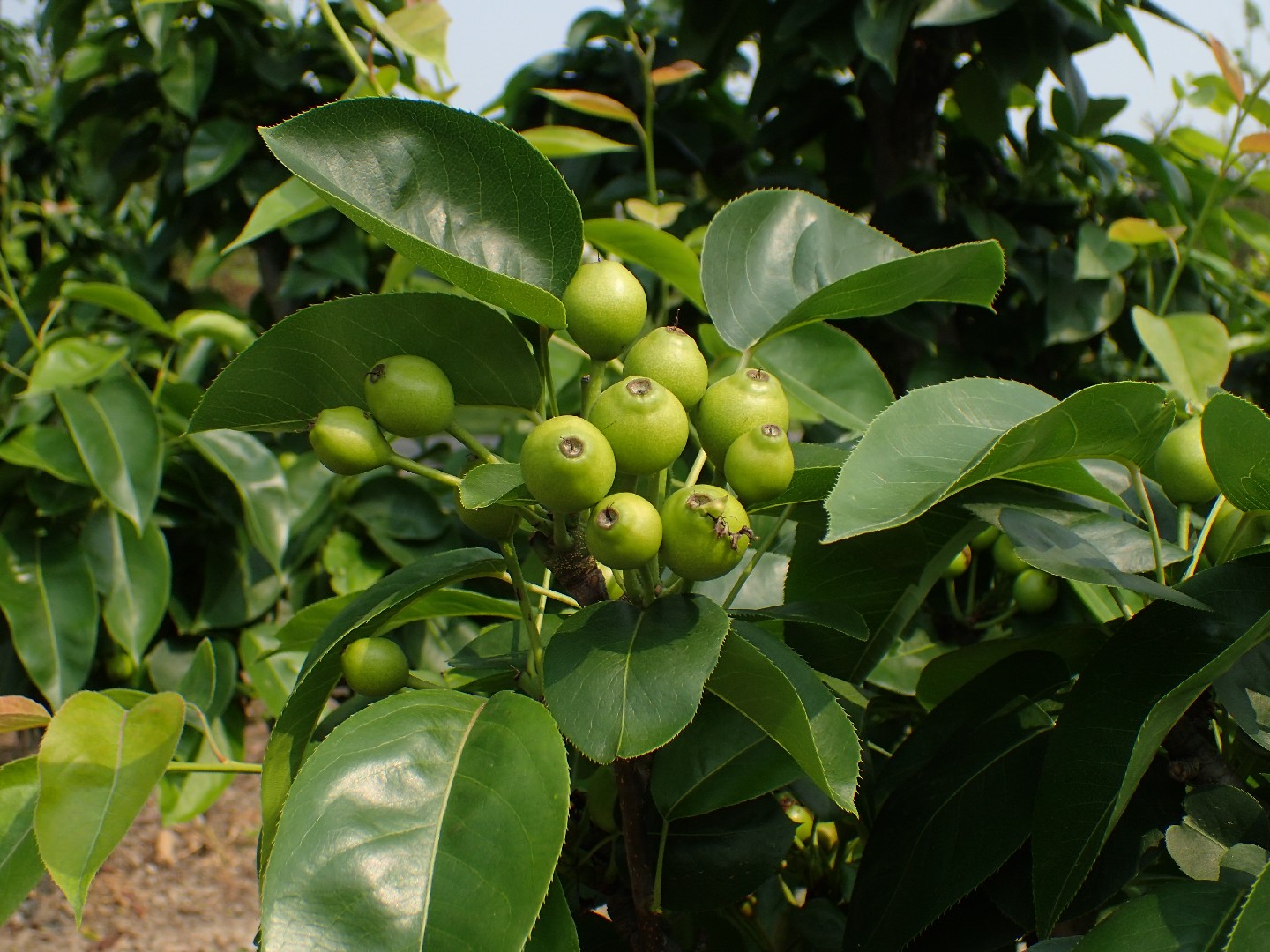 Груша грушелистная (Pyrus pyrifolia) - PictureThis