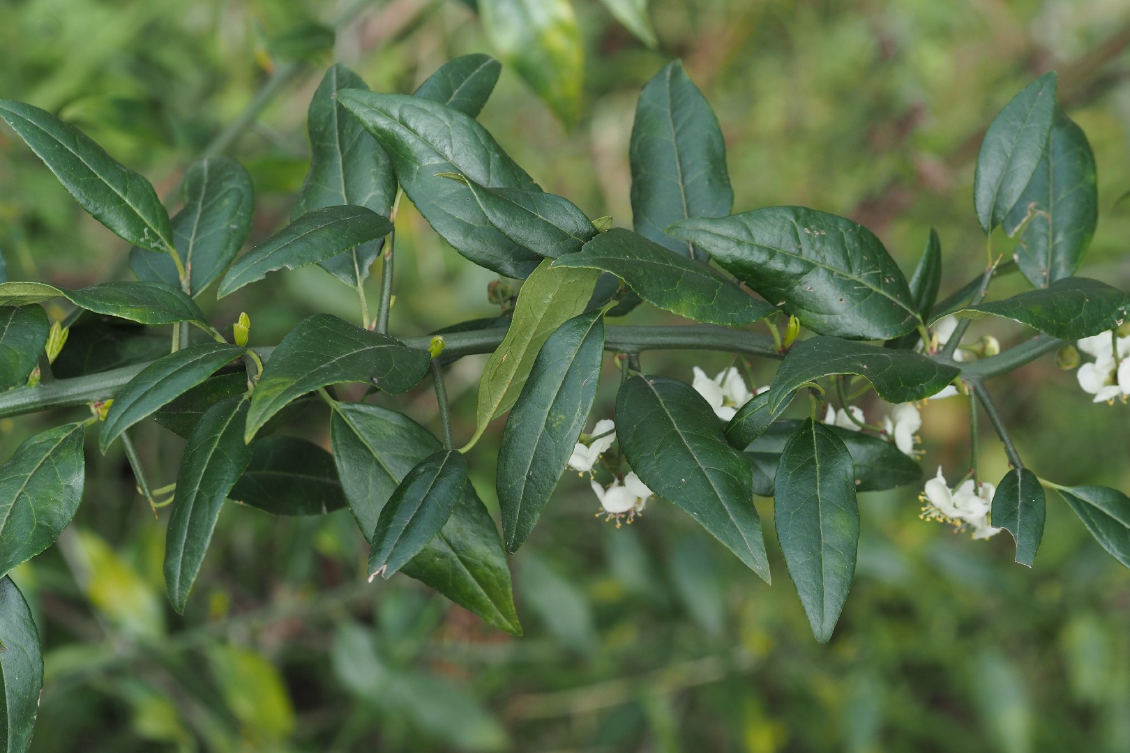 ‎cherry prinsepia (Prinsepia utilis) Flower, Leaf, Care, Uses - PictureThis