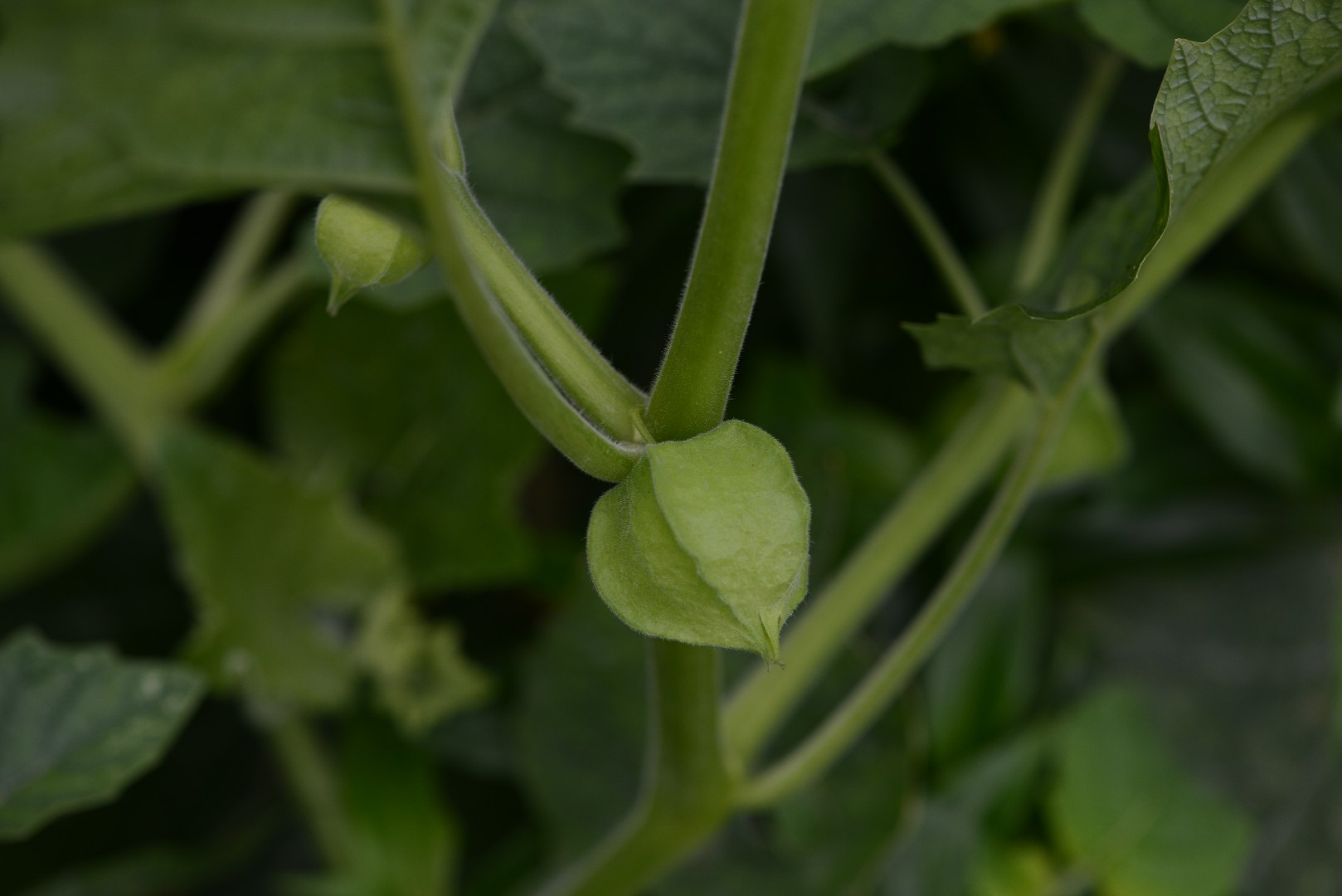 Физалис овощной (Physalis philadelphica) - PictureThis