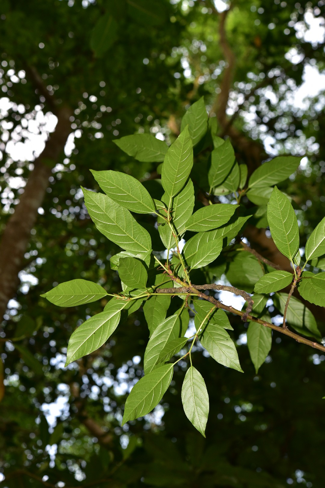 Фикус кистевидный (Ficus racemosa) - PictureThis