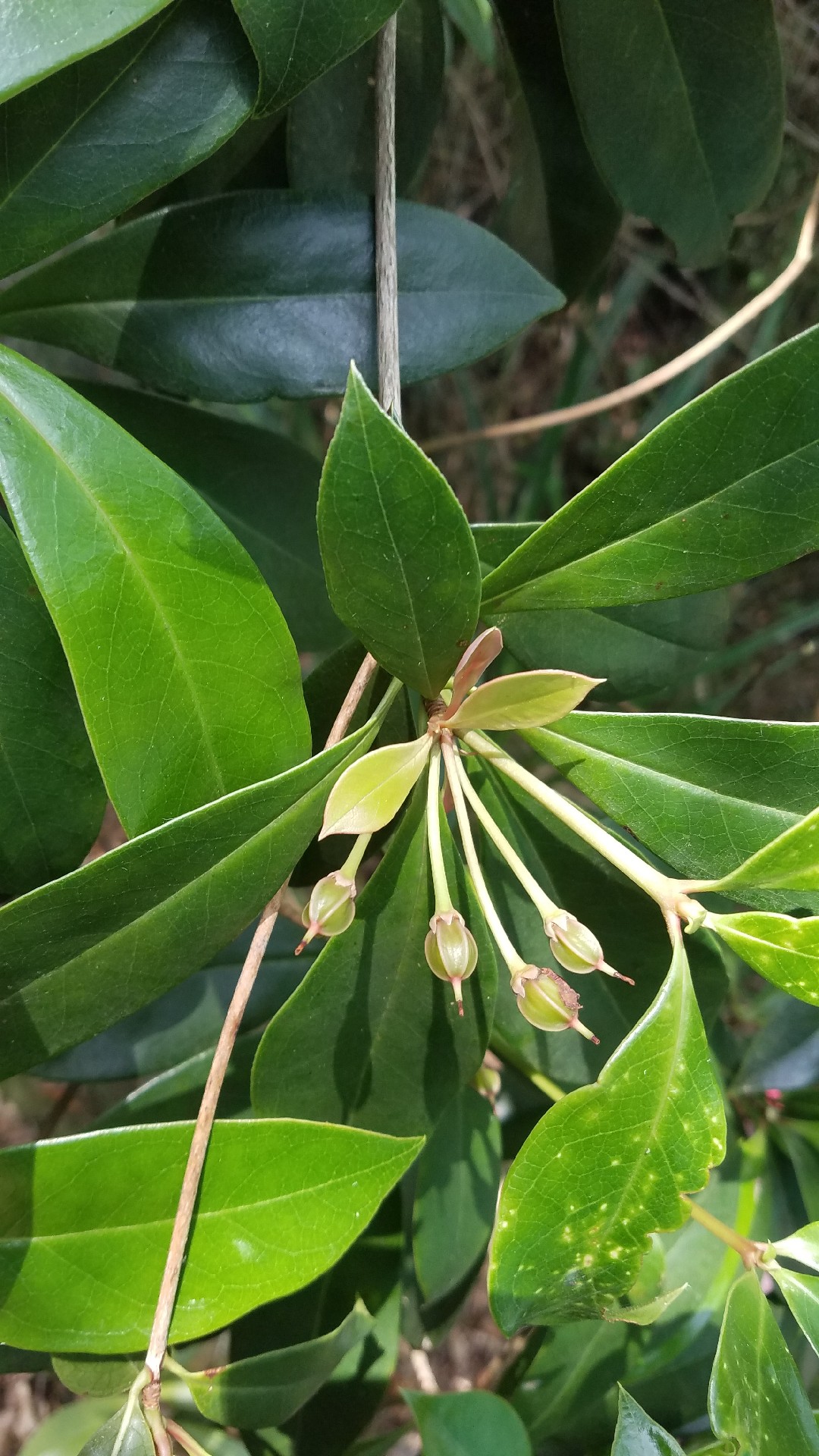 Chinese new year flower (Enkianthus quinqueflorus) Flower, Leaf, Care ...