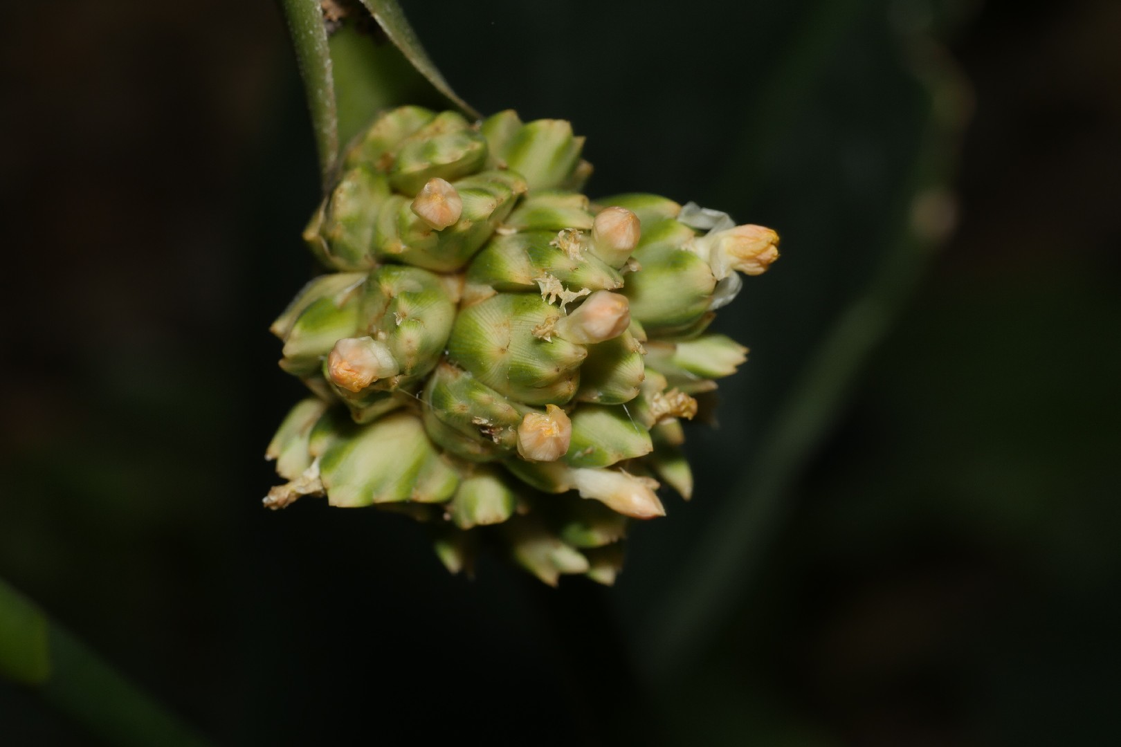 Stachyphrynium placentarium - PictureThis