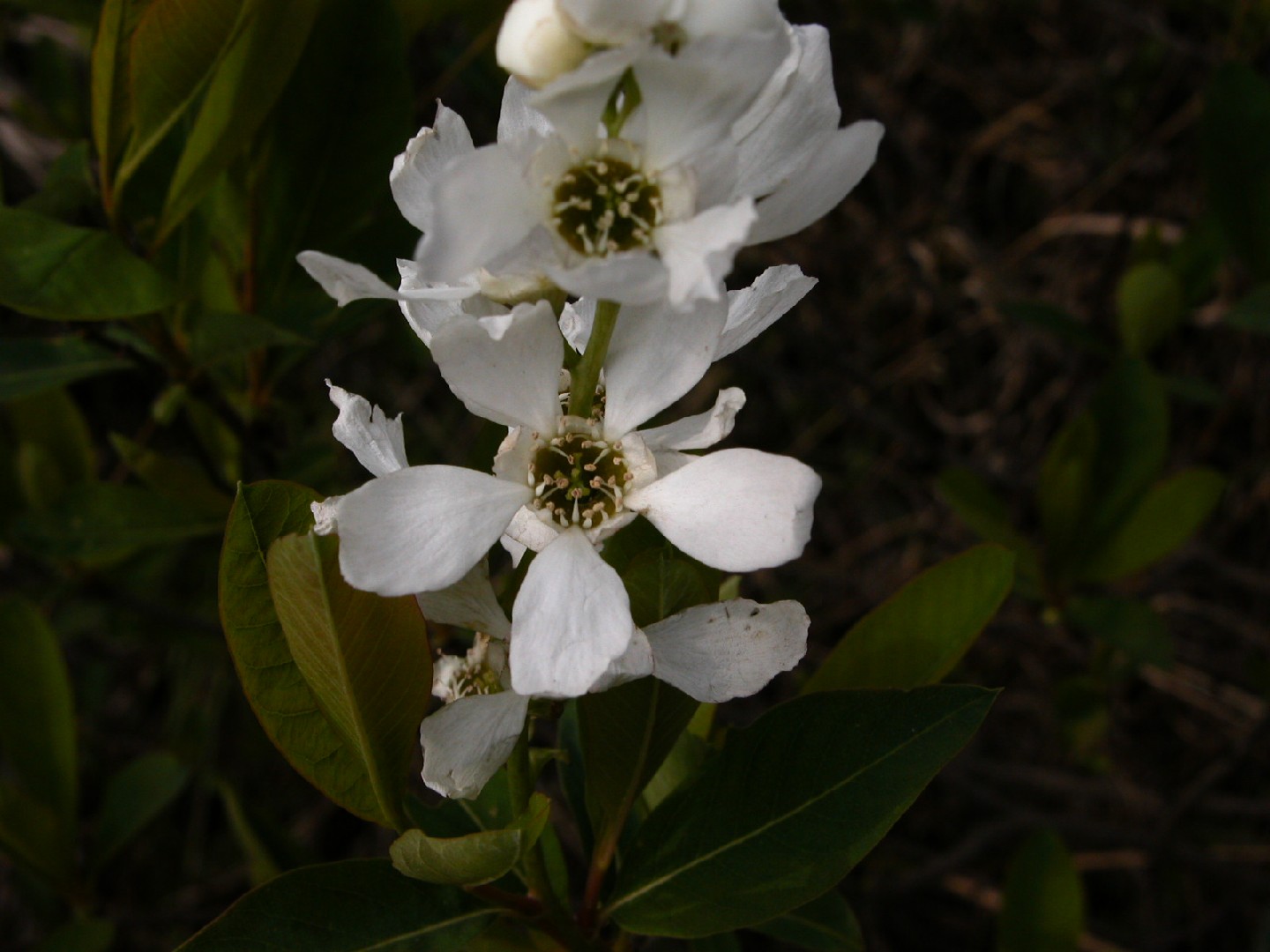 Vista White – Ecru White – Green White – Pearl Bush – Satin Linen