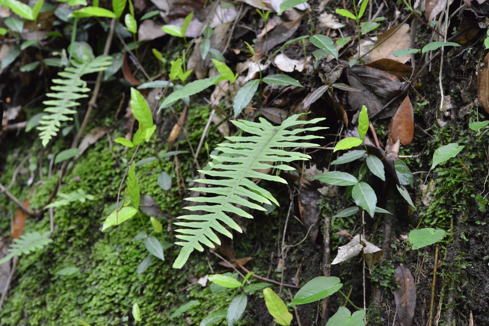 Polypodiodes niponica - PictureThis