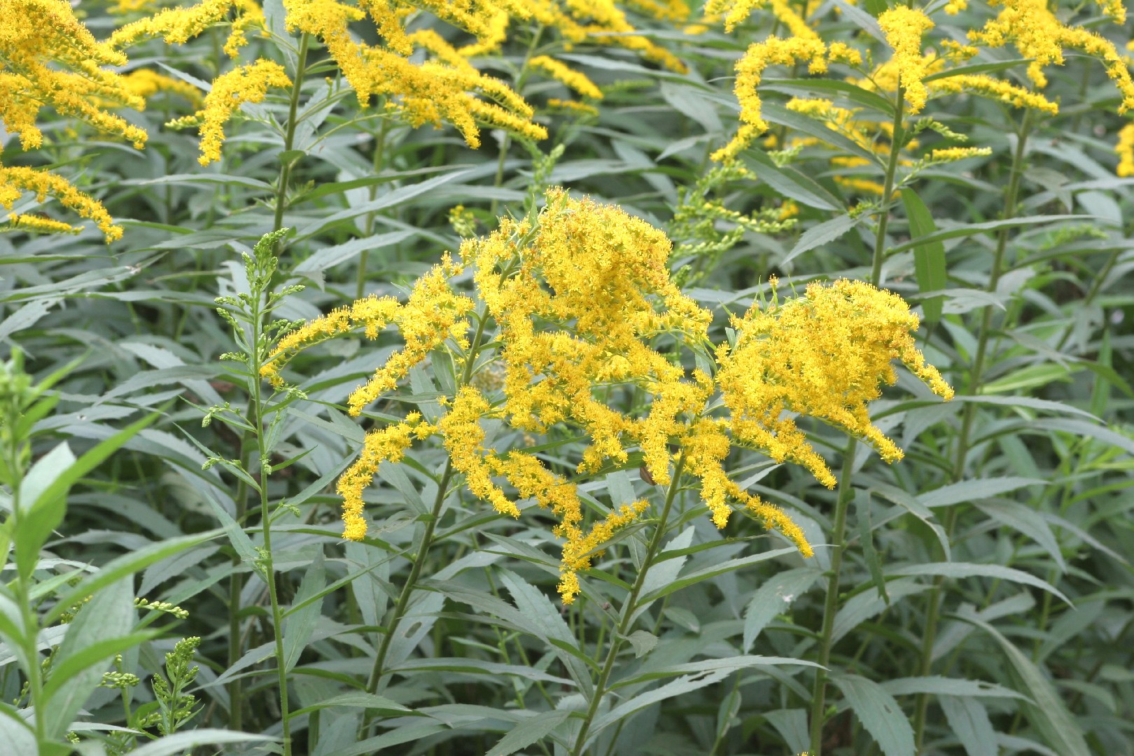 Cold Process Goldenrod & Honey Soap