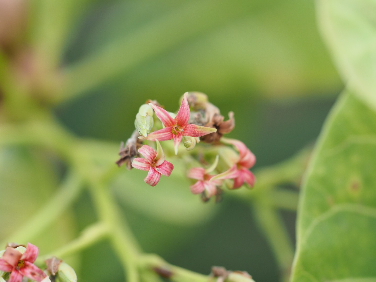 Кешью (Anacardium occidentale) - PictureThis