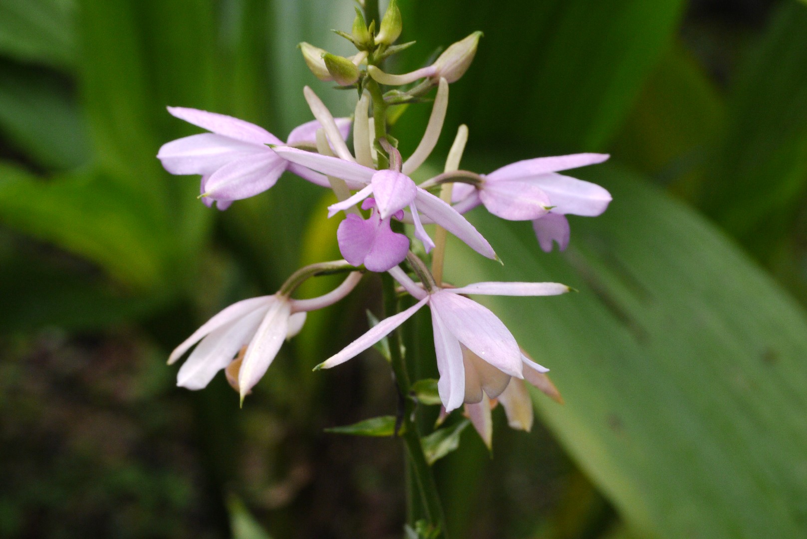 オナガエビネ (Calanthe sylvatica) 花言葉，毒性，よくある質問