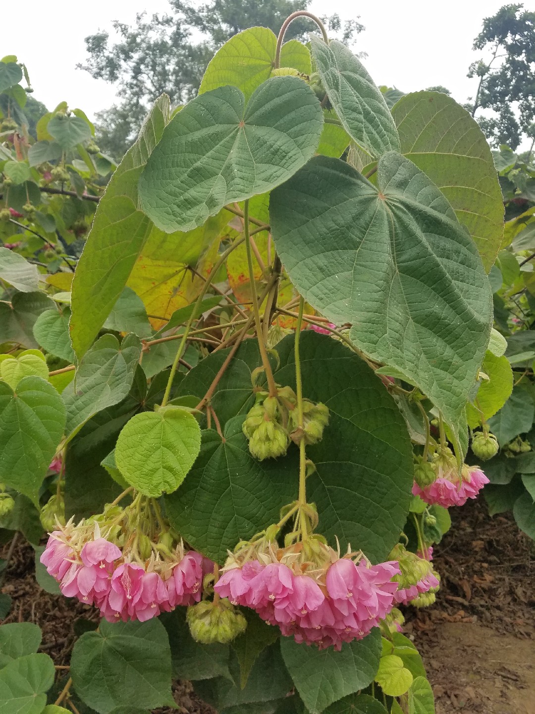 Домбея остроребристая (Dombeya acutangula) - PictureThis