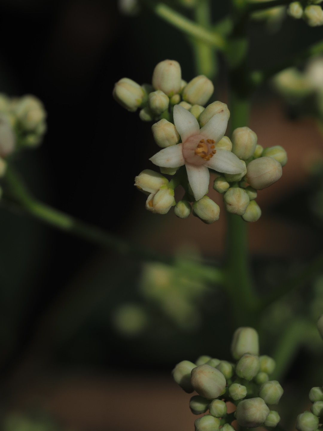 Ranabili (Cipadessa baccifera) Flower, Leaf, Care, Uses - PictureThis