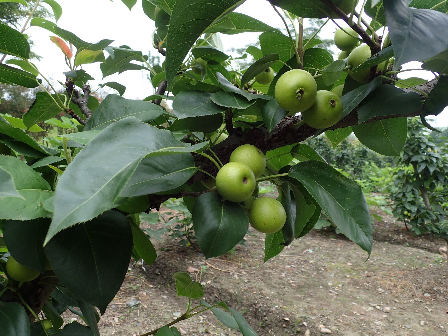 Груша грушелистная (Pyrus pyrifolia) - PictureThis