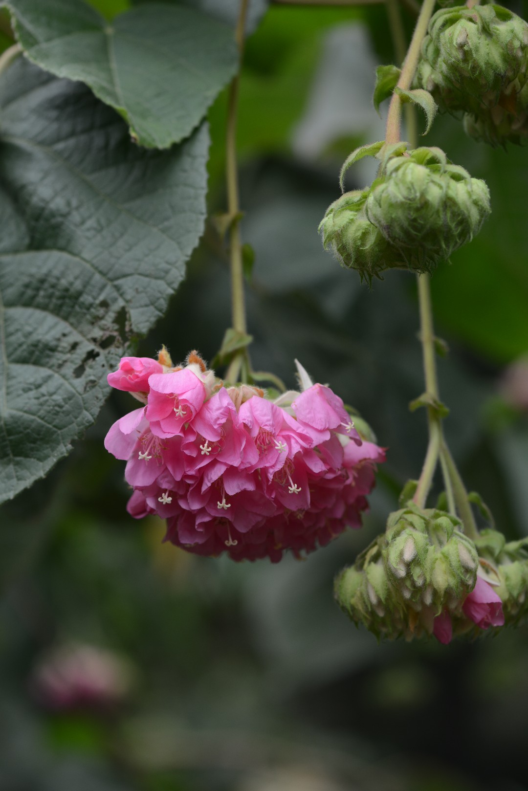 Домбея остроребристая (Dombeya acutangula) - PictureThis