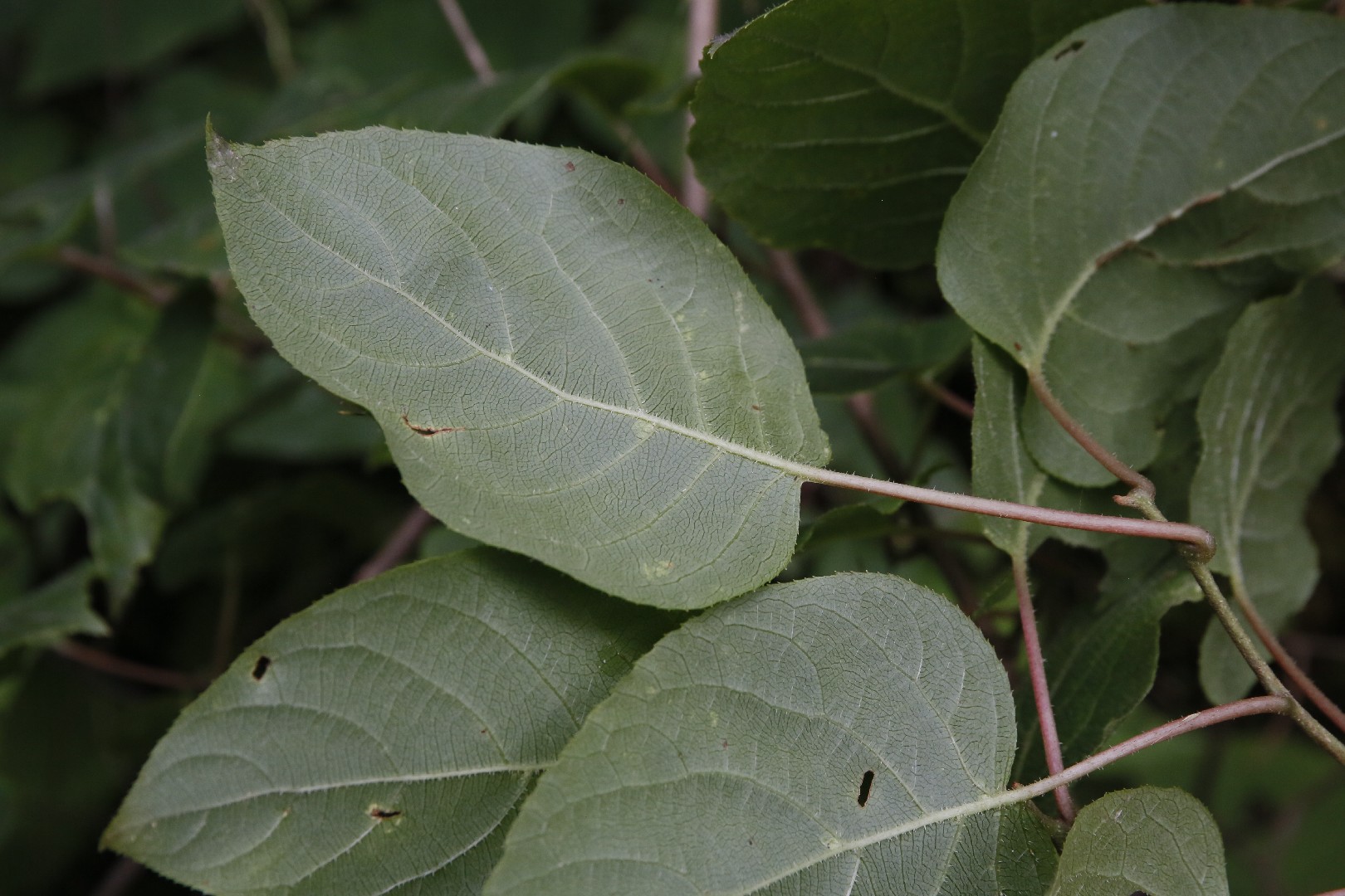 Scharfzähniger Strahlengriffel (Actinidia Arguta) - PictureThis