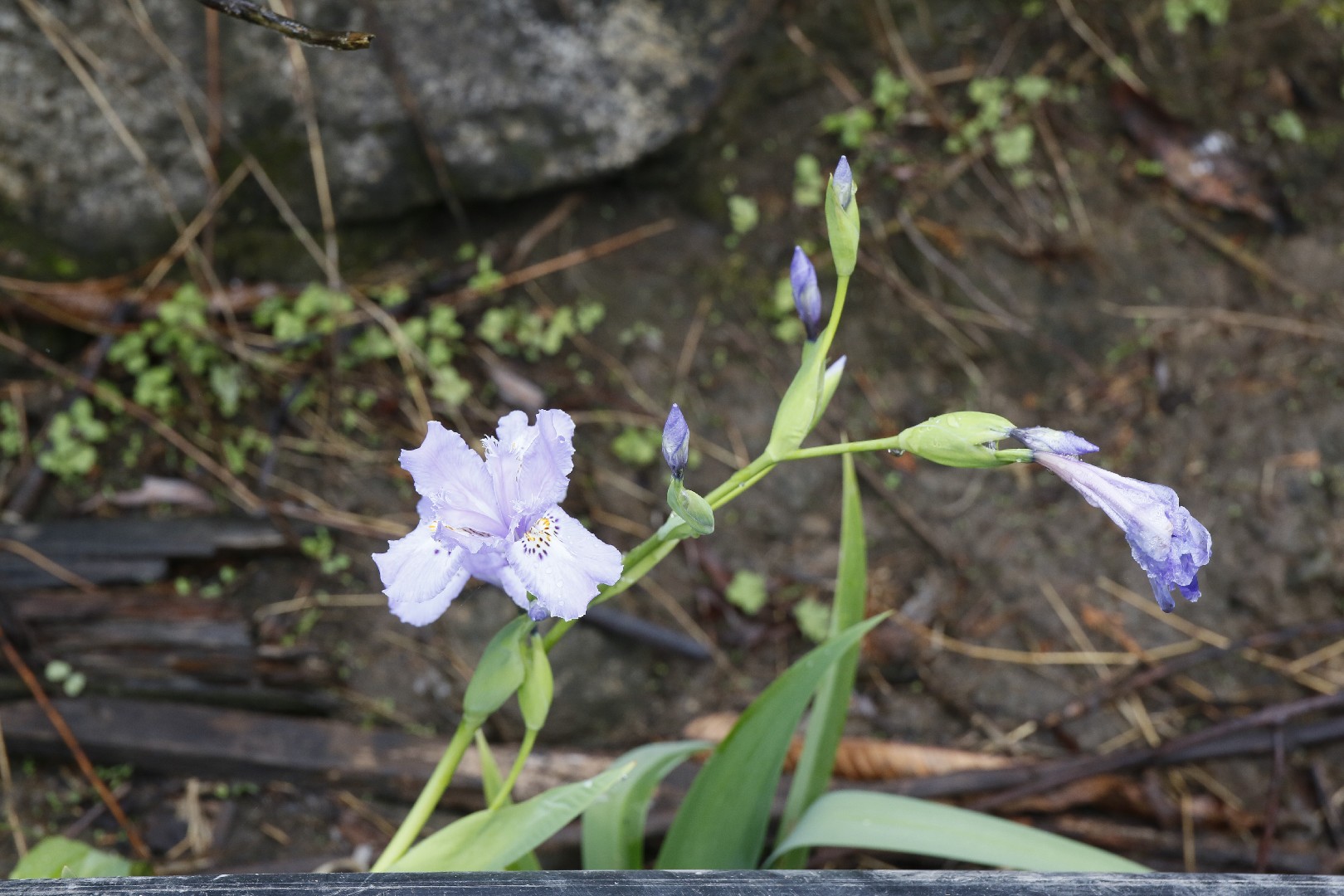 Iris tectorum - PictureThis