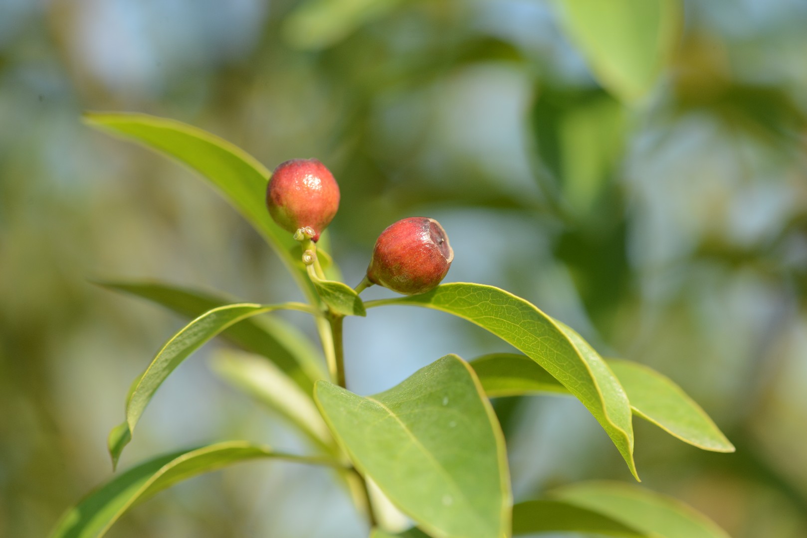 Sandalwood Tree Images – Browse 3,023 Stock Photos, Vectors, and Video |  Adobe Stock