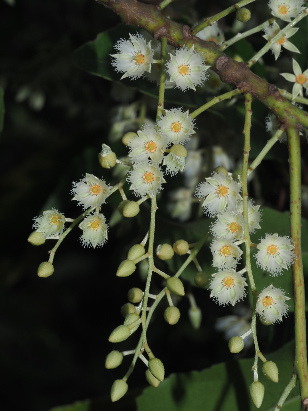 Traveller's palms (Ravenala) Flower, Leaf, Care, Uses - PictureThis