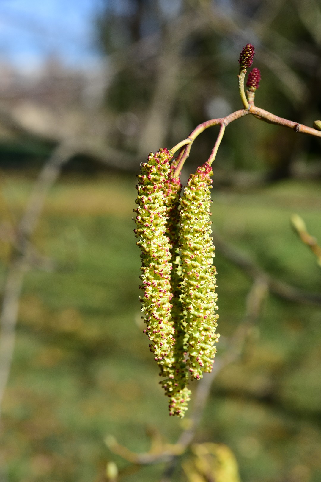 Ольха сердцевидная (Alnus cordata) - PictureThis