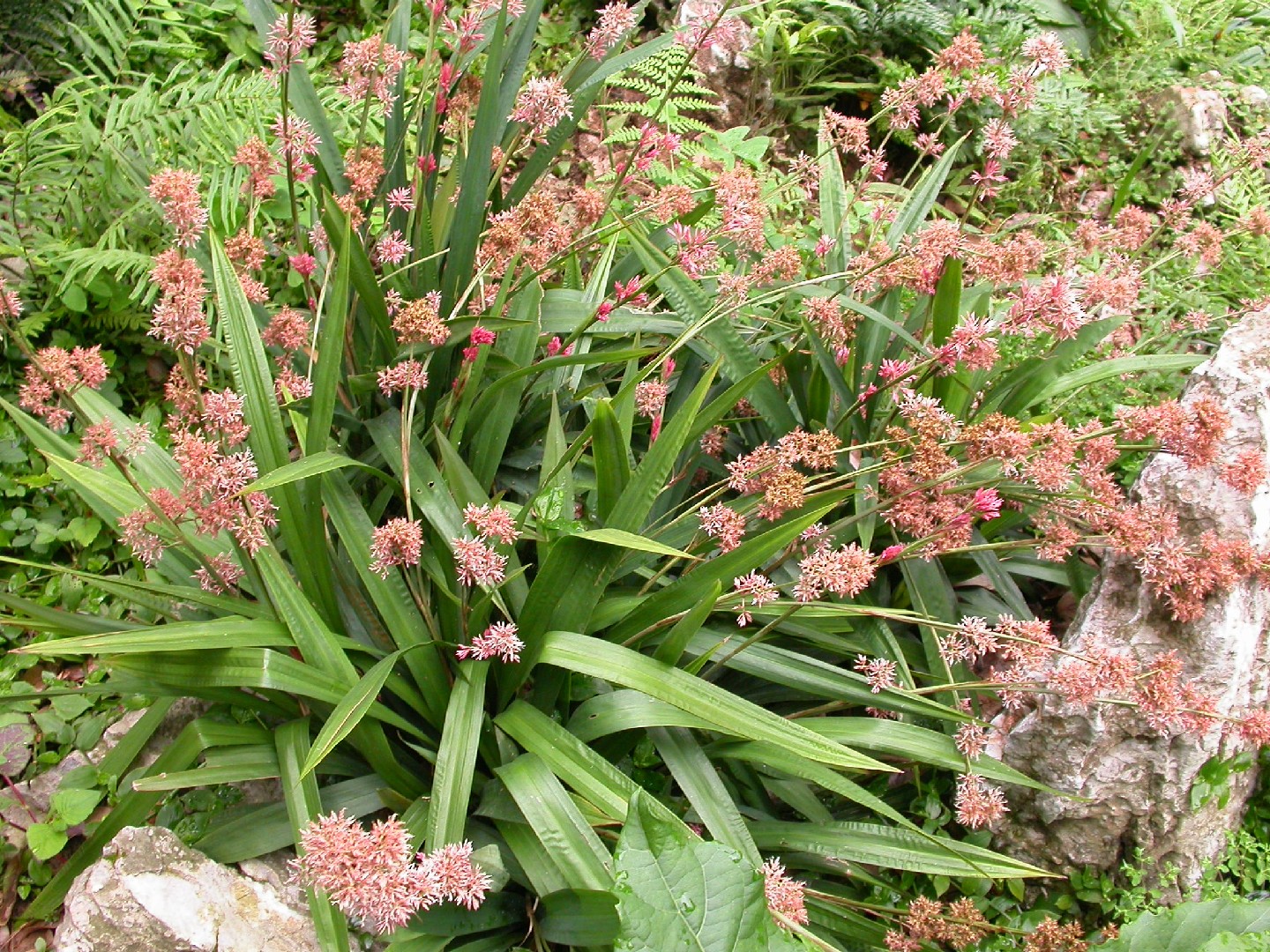カレックス・スカポサ (Carex scaposa) 花言葉，毒性，よくある質問