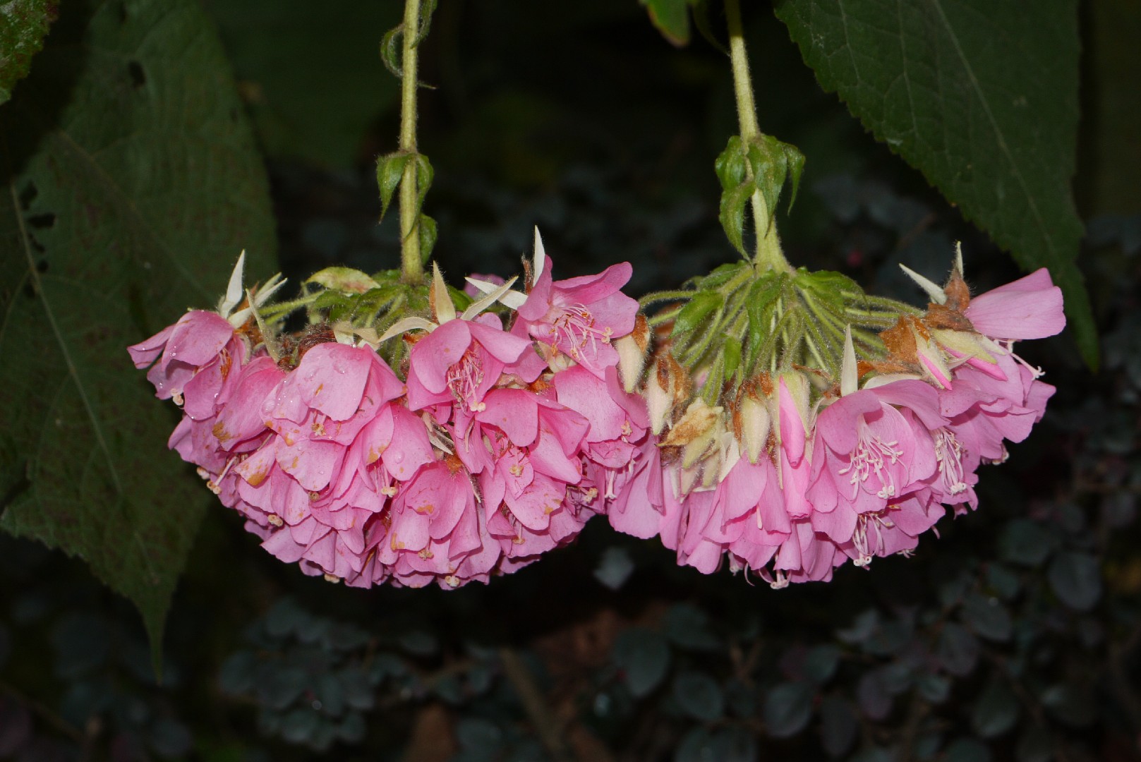Pink wild pear (Dombeya burgessiae) Flower, Leaf, Care, Uses