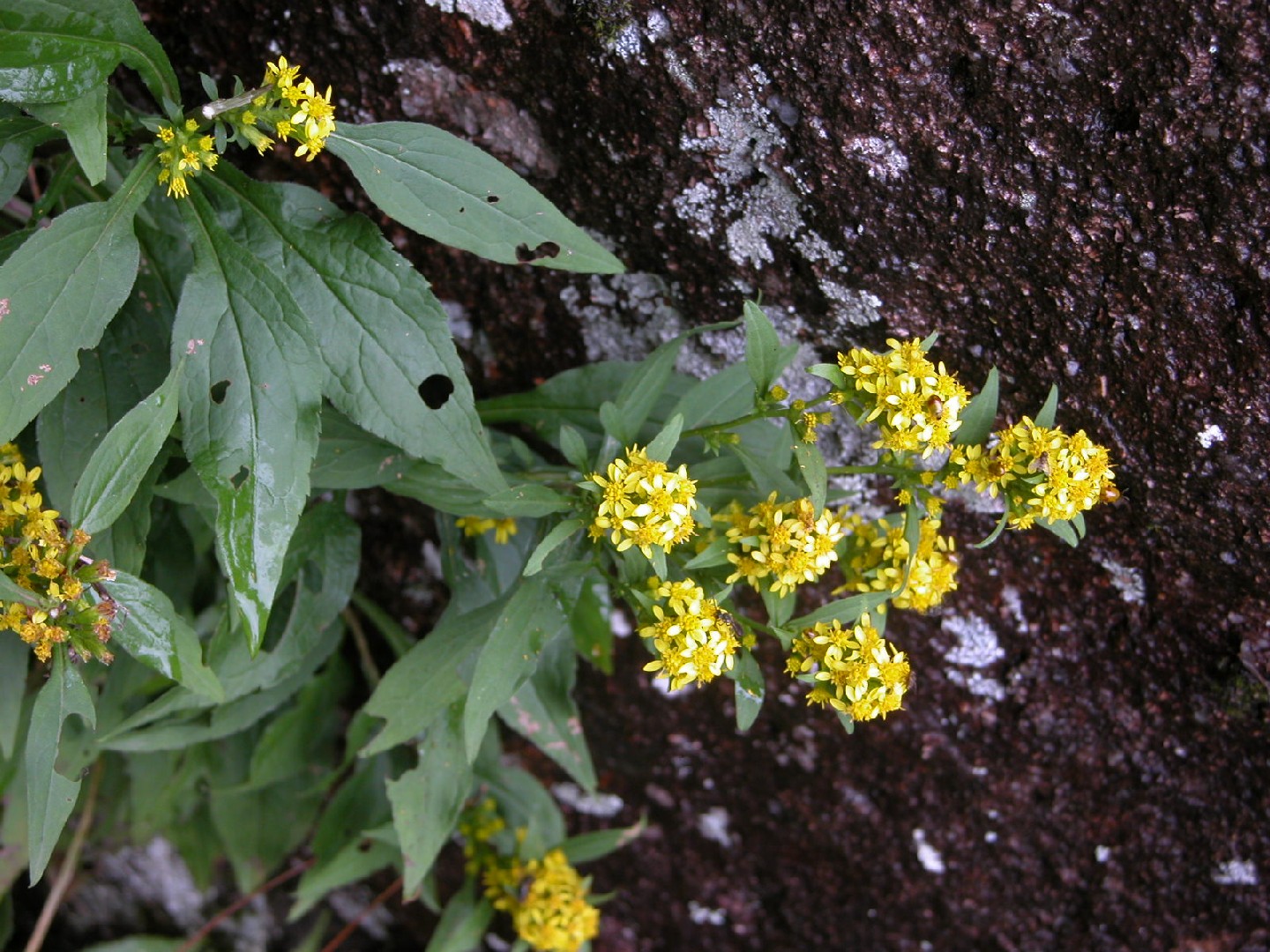 Солидаго извилистостебельный variegata