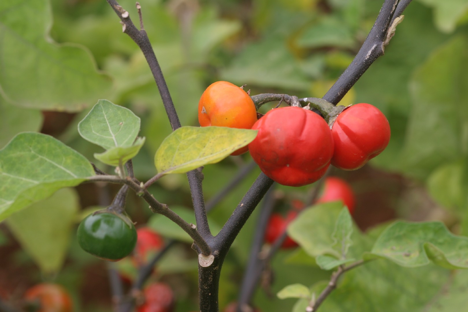 Solanum aethiopicum Verzorging(Stekken, Bemesten, Ziekten en Plagen ...