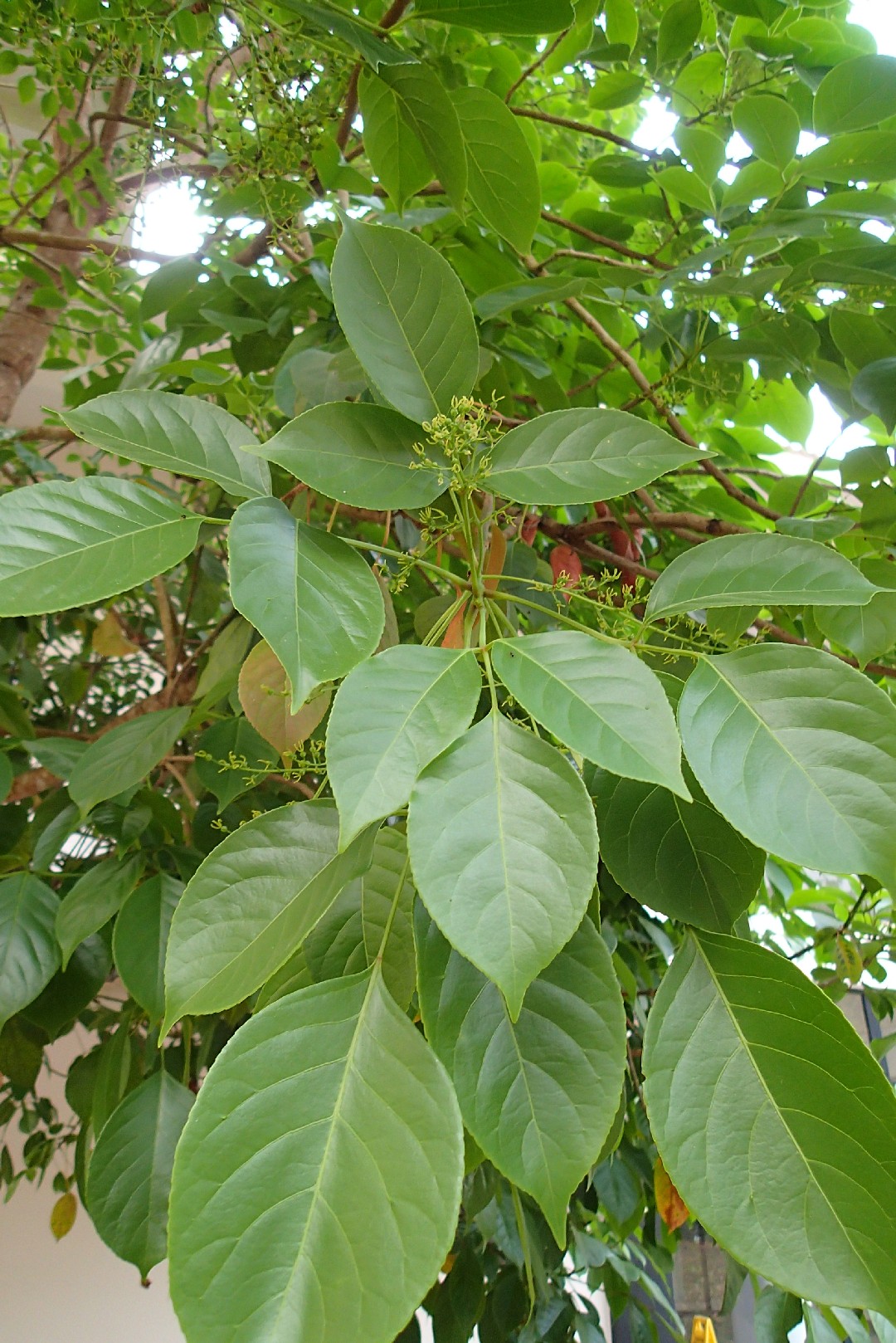 アカギ（赤木） (Bischofia javanica) 花言葉，毒性，よくある質問 ...