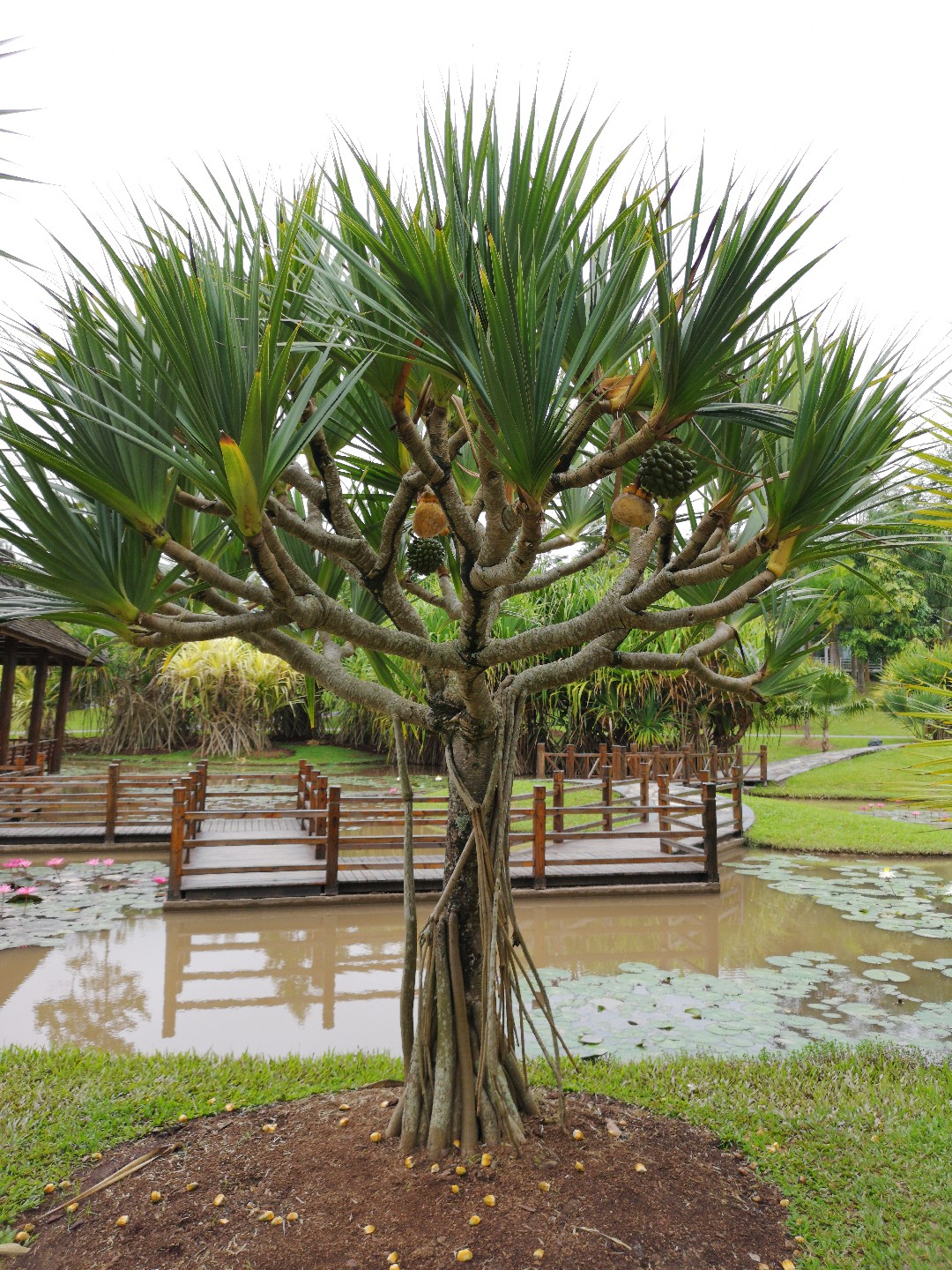 판다누스 유틸리스 Pandanus Utilis Picturethis