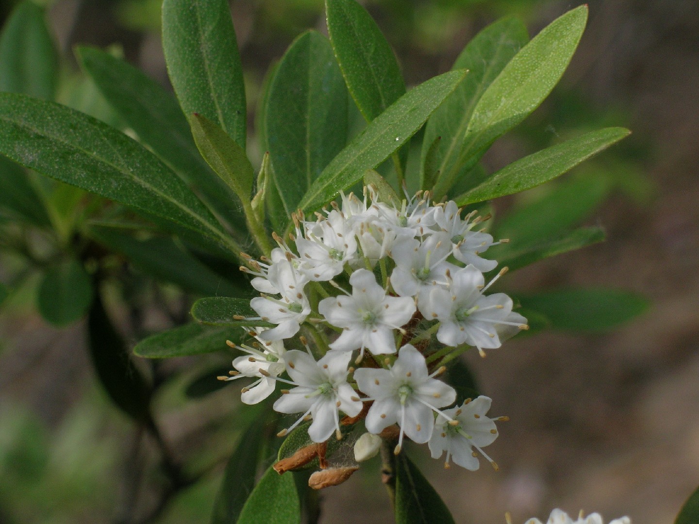 Rhododendron micranthum уход (почву, удобрение, обрезка) - PictureThis