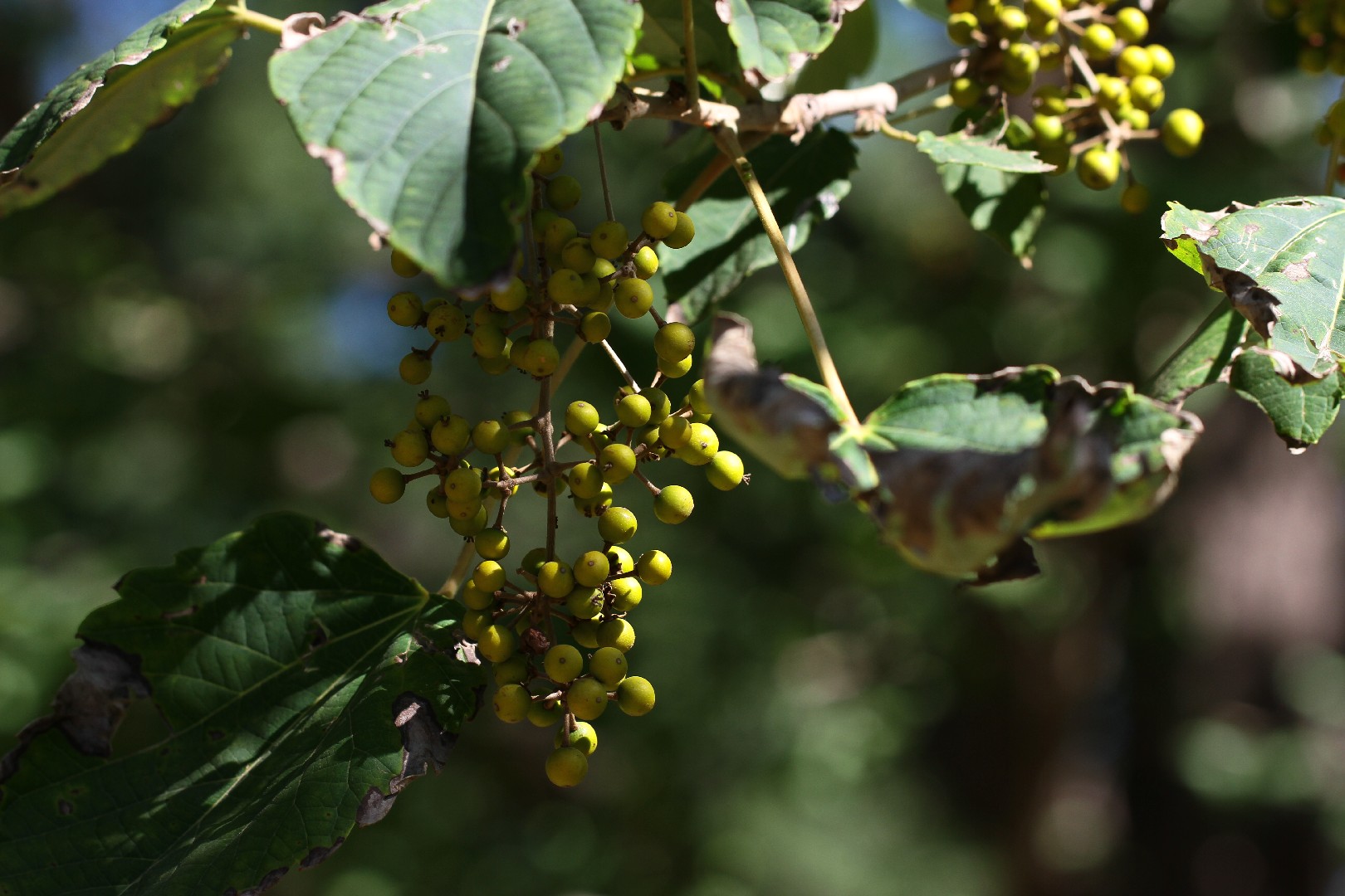 Idesia polycarpa - PictureThis