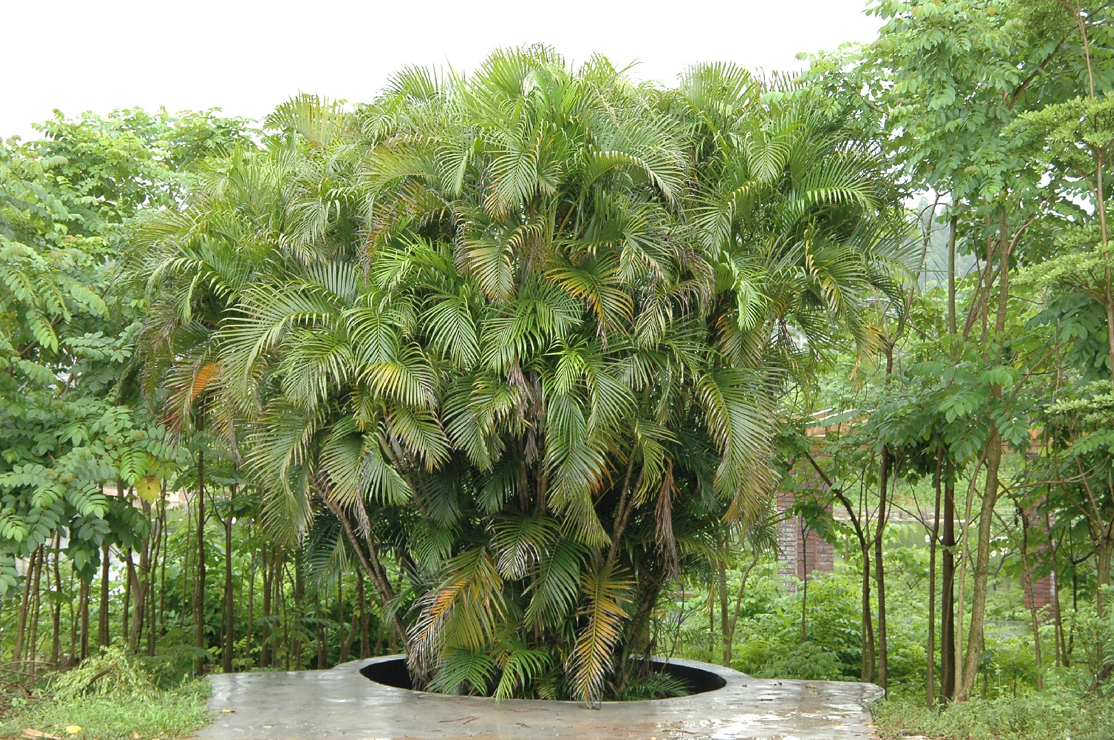 Traveller's palms (Ravenala) Flower, Leaf, Care, Uses - PictureThis