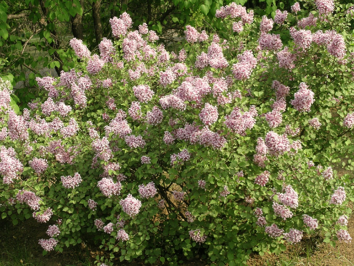 Littleleaf Lilac