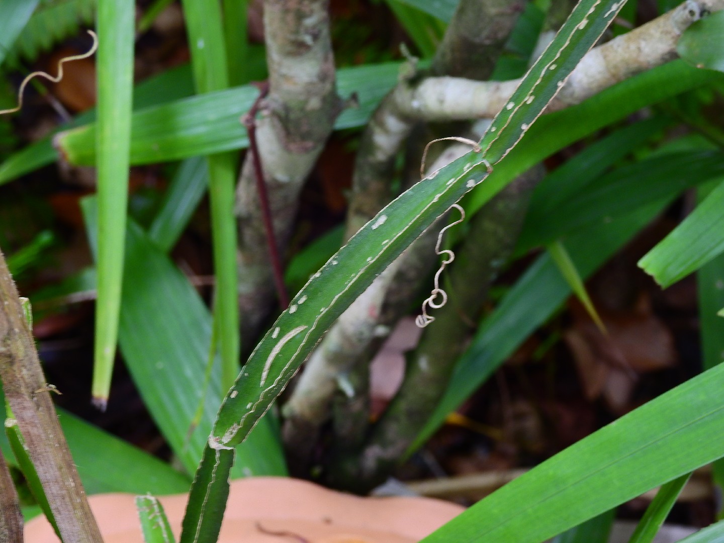 Cissus quadrangularis - PictureThis