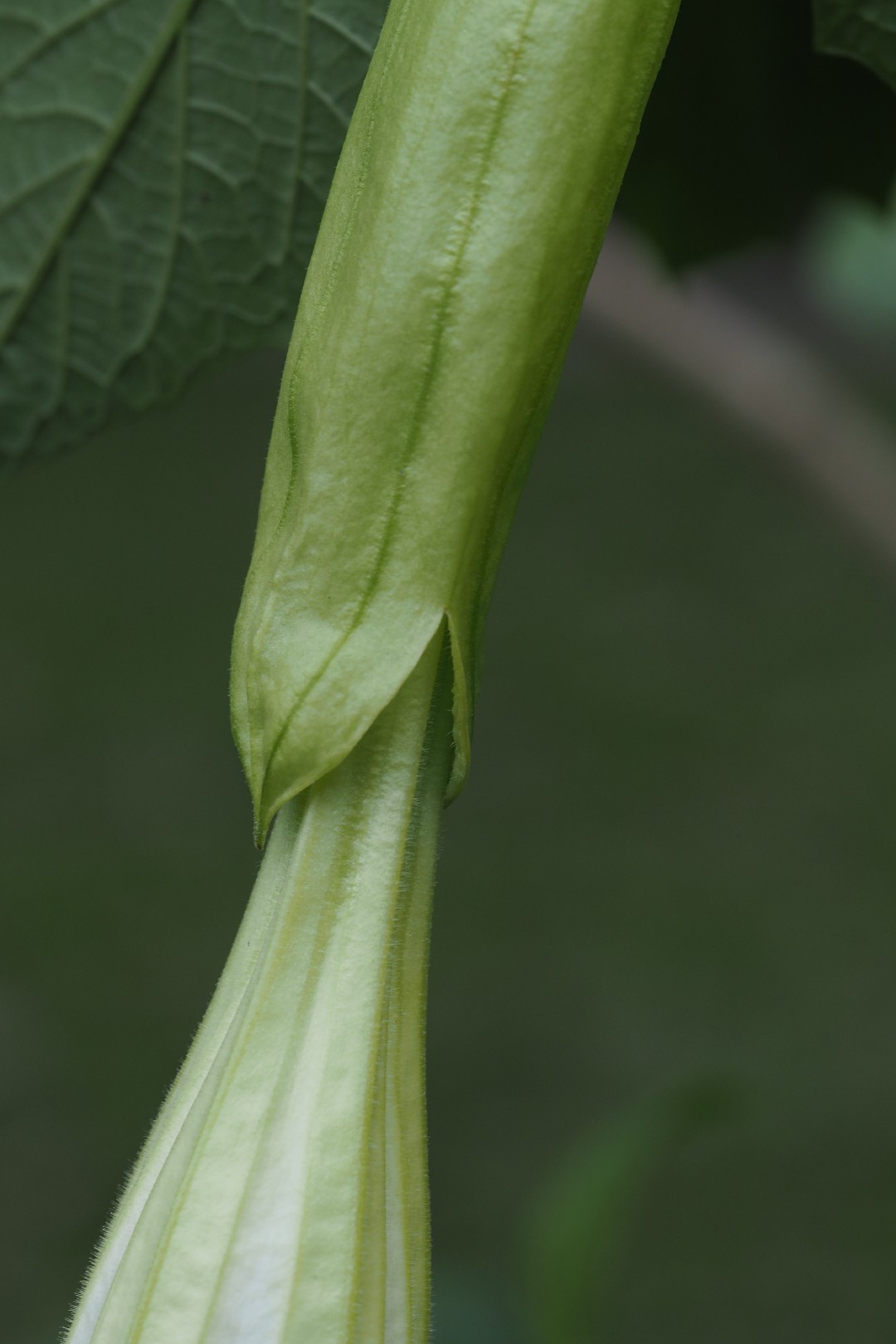 Бругмансия душистая (Brugmansia suaveolens) - PictureThis