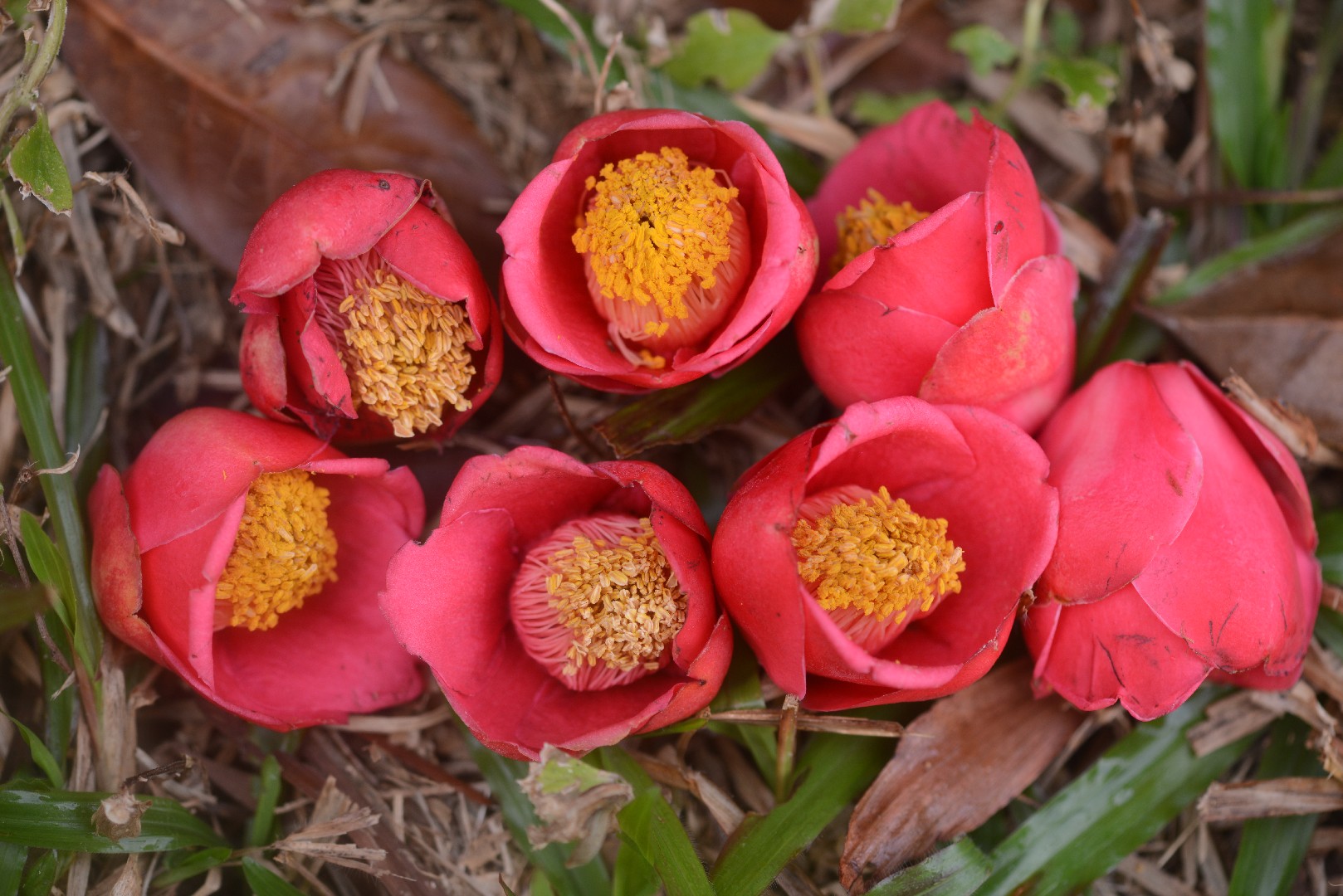 Camellia semiserrata - PictureThis