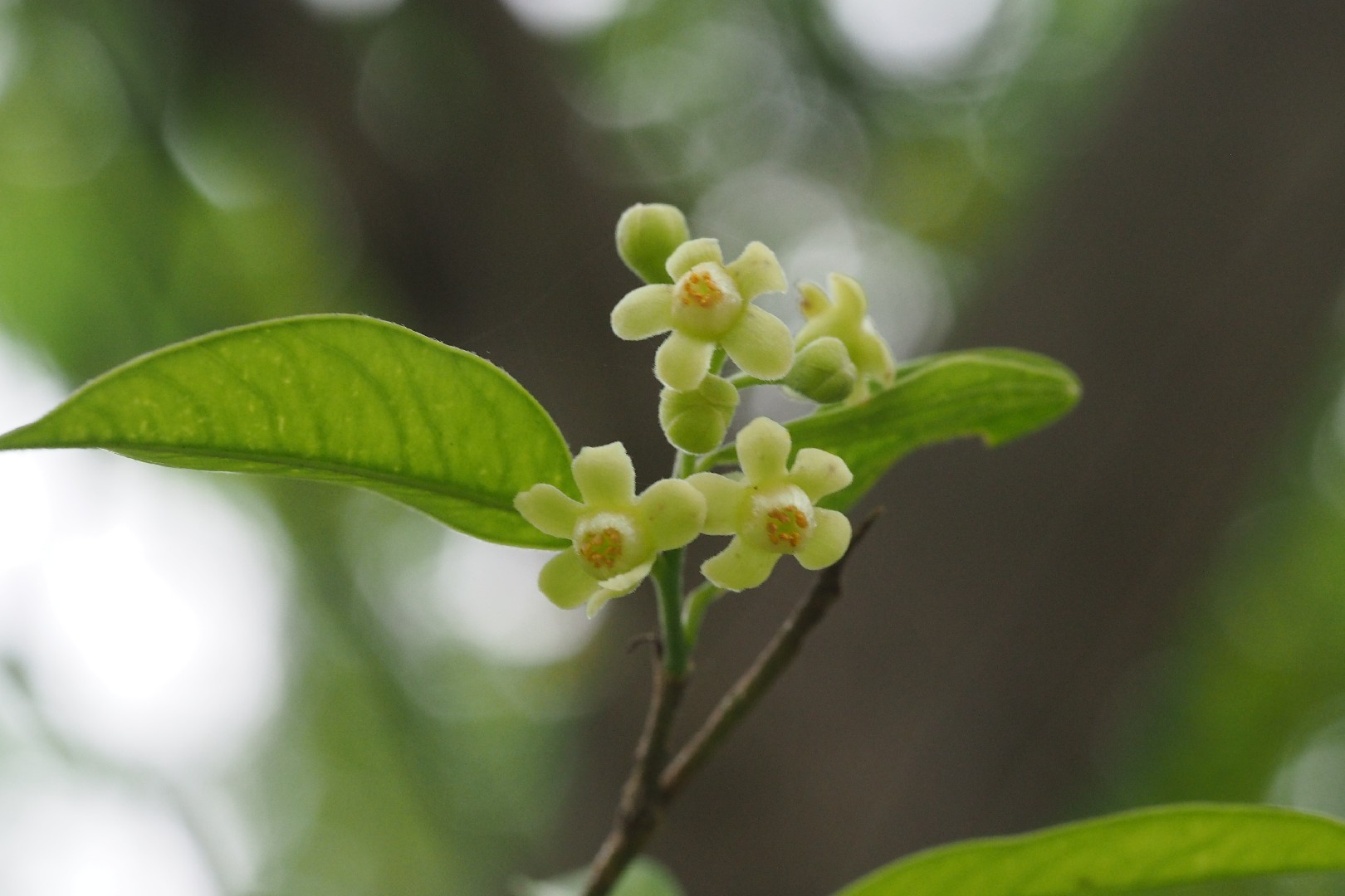 Aquilaria sinensis - PictureThis