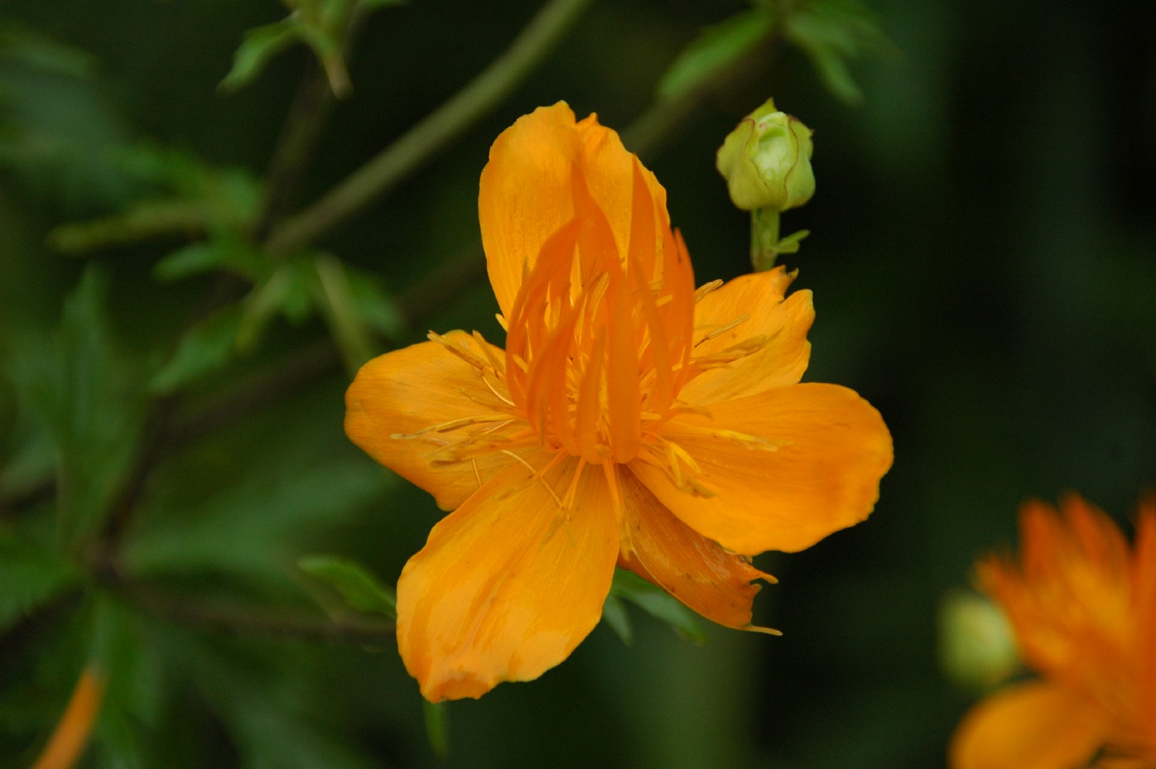 Trollius komarovii