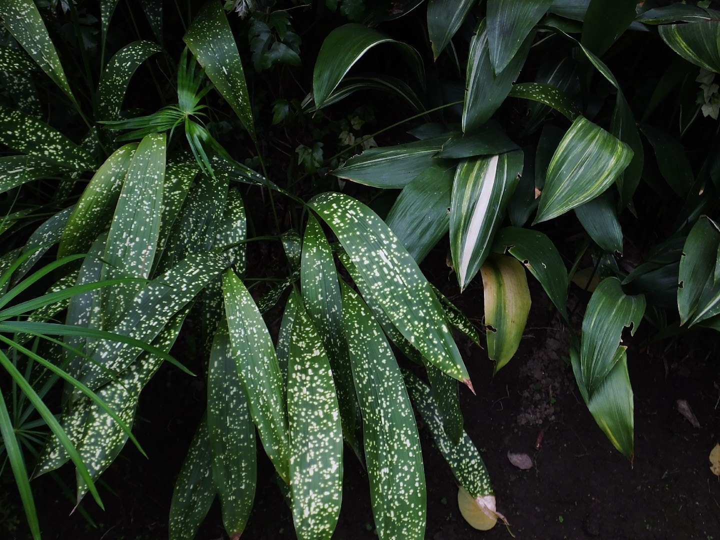 I took the plunge and ordered some Liquid Gold Leaf for my plant