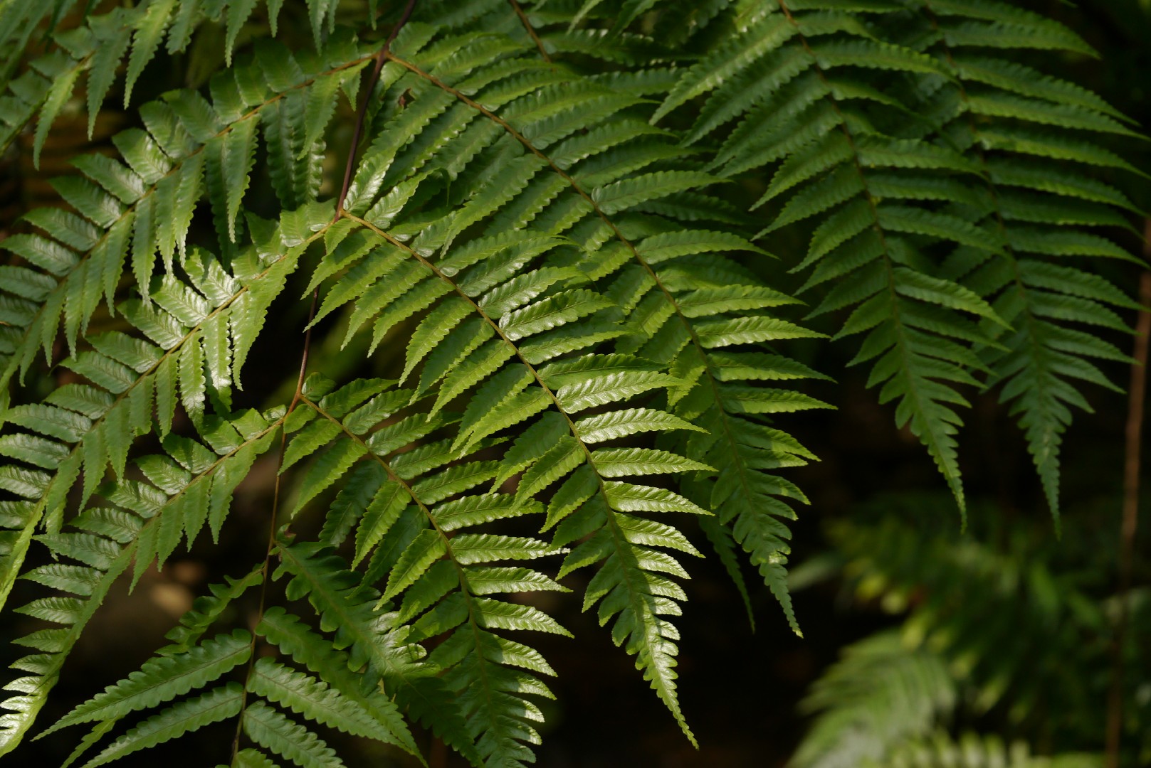 Alsophila podophylla - PictureThis