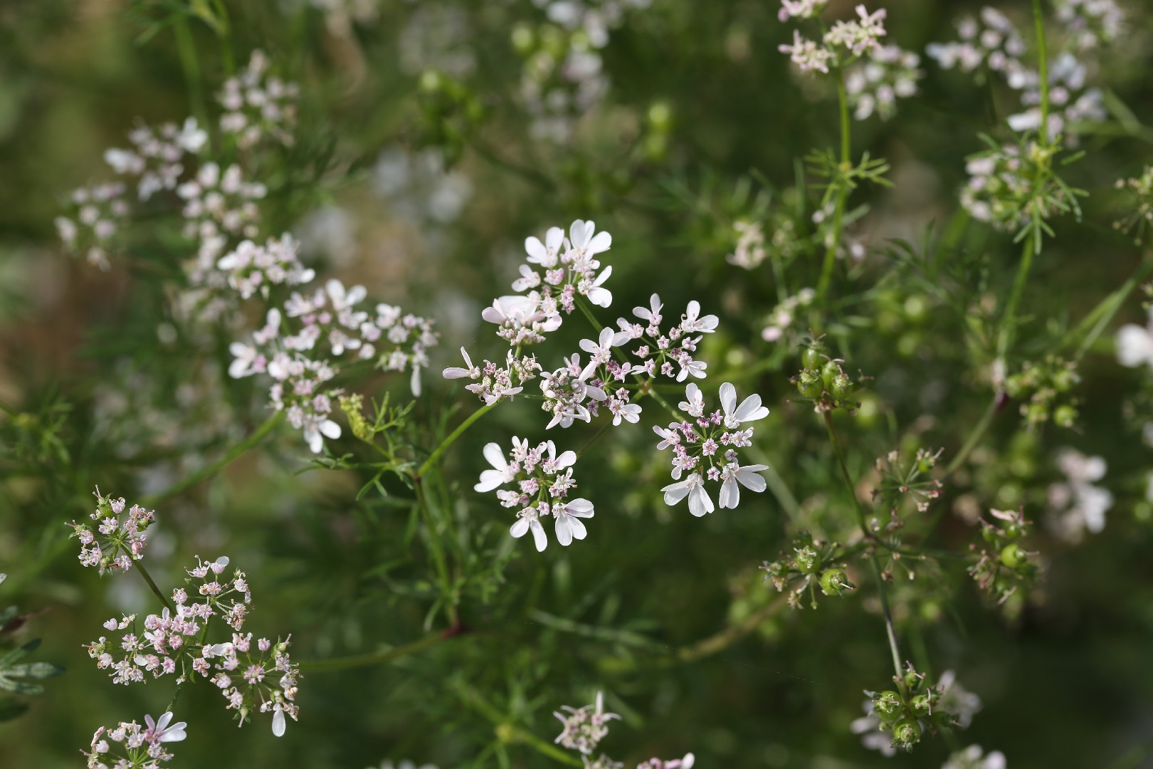 Кориандр (Coriandrum sativum) - PictureThis