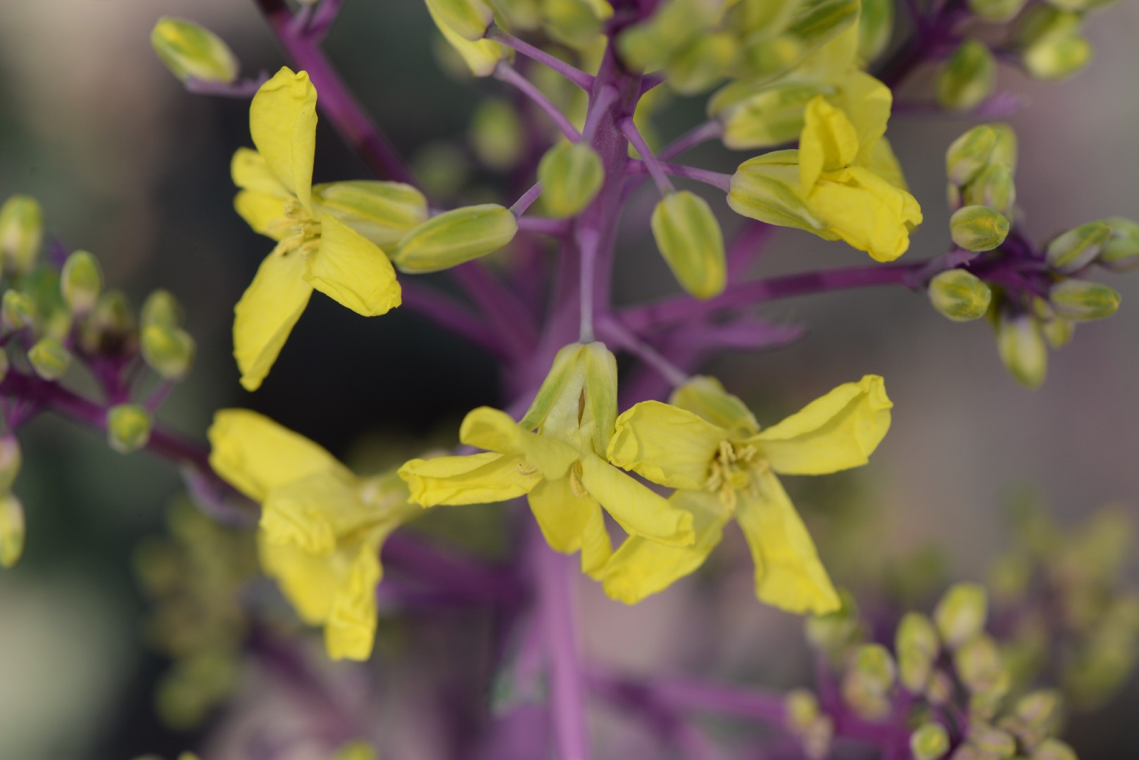 Капуста листовая (Brassica oleracea var. viridis) - PictureThis