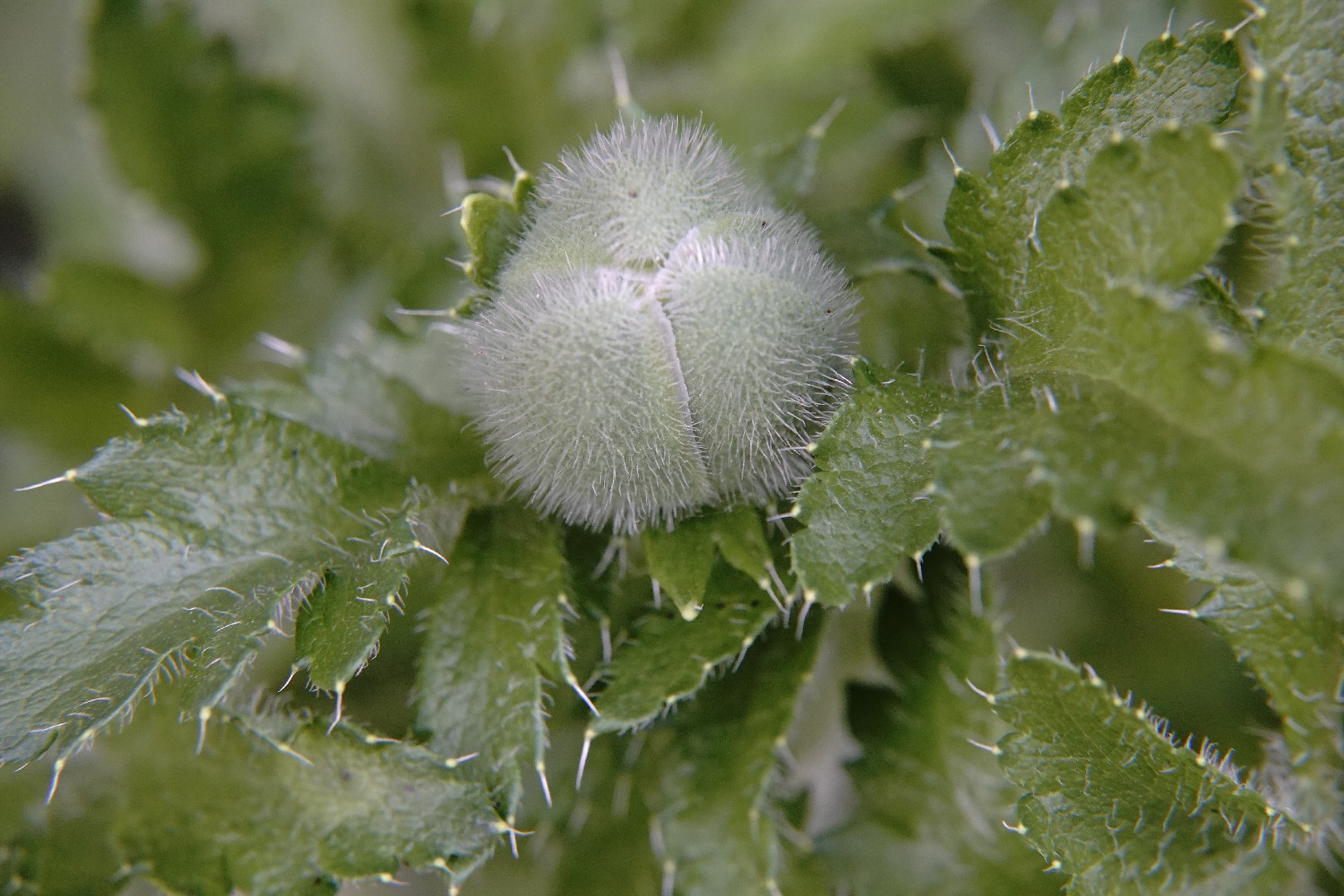 Мак восточный (Papaver orientale) - PictureThis