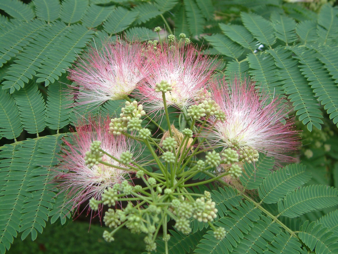 Persian silk tree (Albizia julibrissin) Flower, Leaf, Care, Uses ...