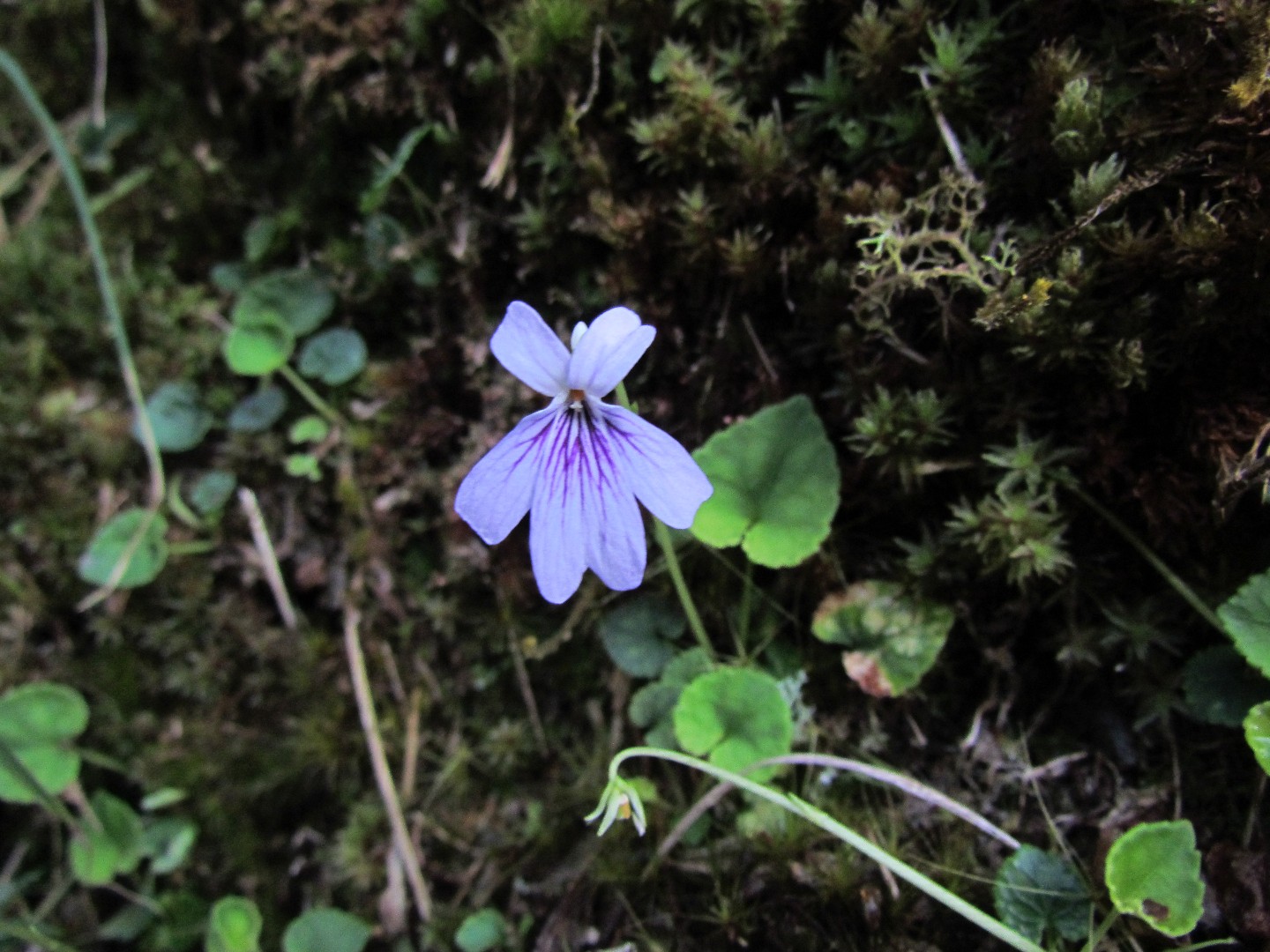 🌿 Как пересадить Viola formosana? (Оптимальное время, методы и уход после  пересадки)