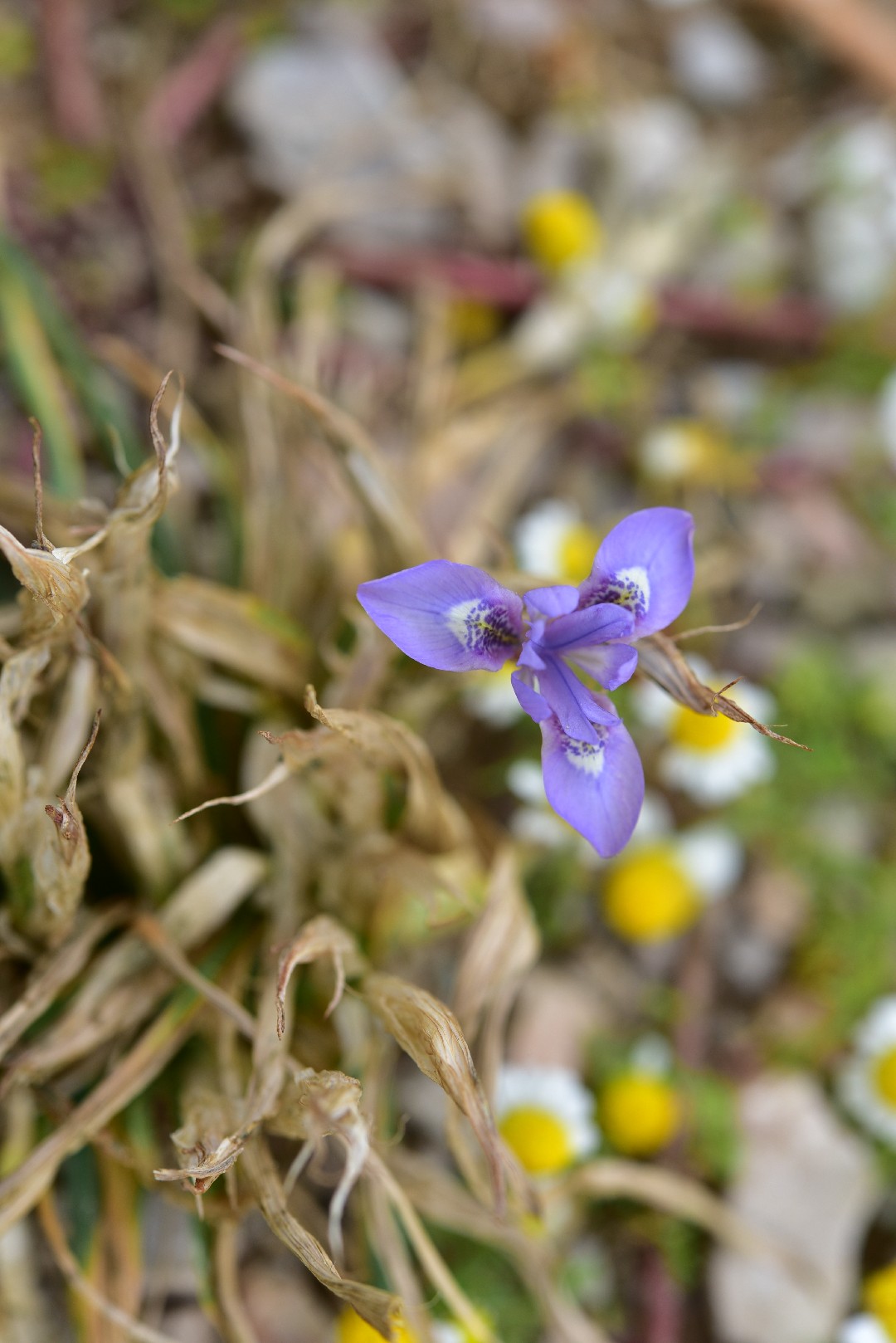 Moraea южноафриканская