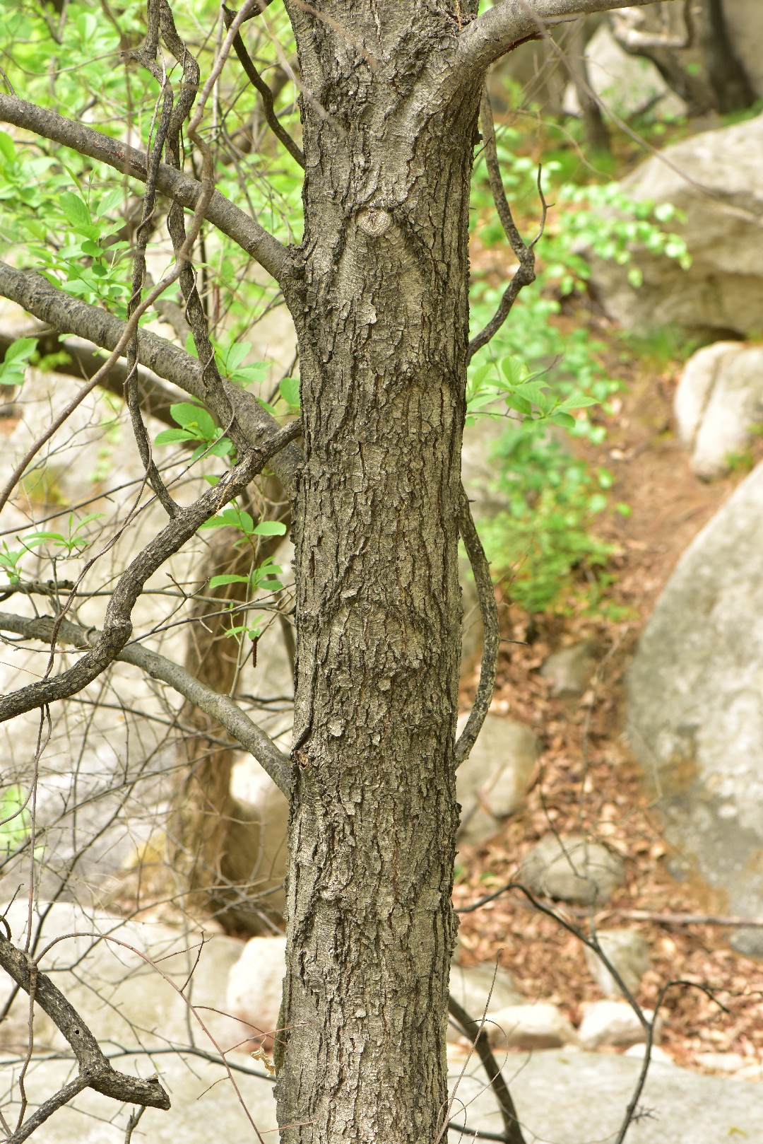 Ольха японская (Alnus japonica) - PictureThis