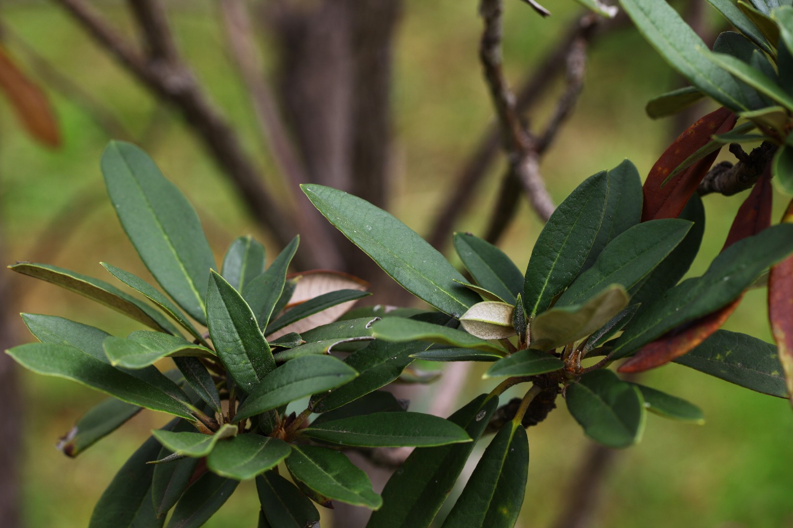 Rhododendron delavayi Flower, Leaf, Care, Uses - PictureThis