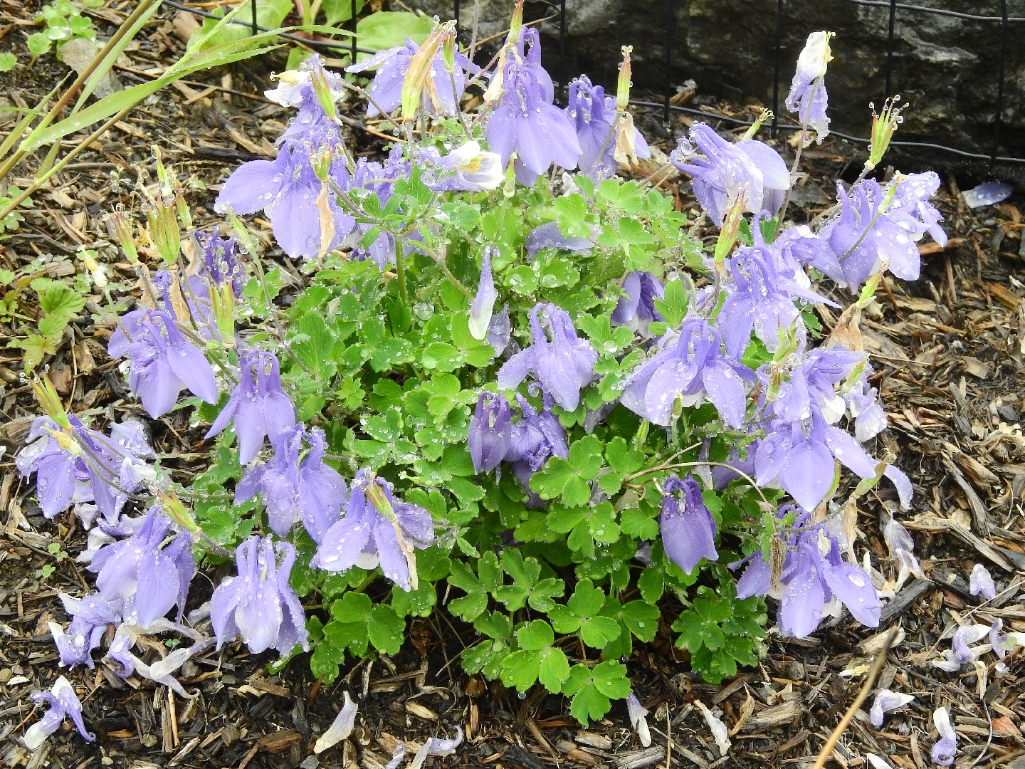 Аквилегия пиренаика (Aquilegia pyrenaica) - PictureThis